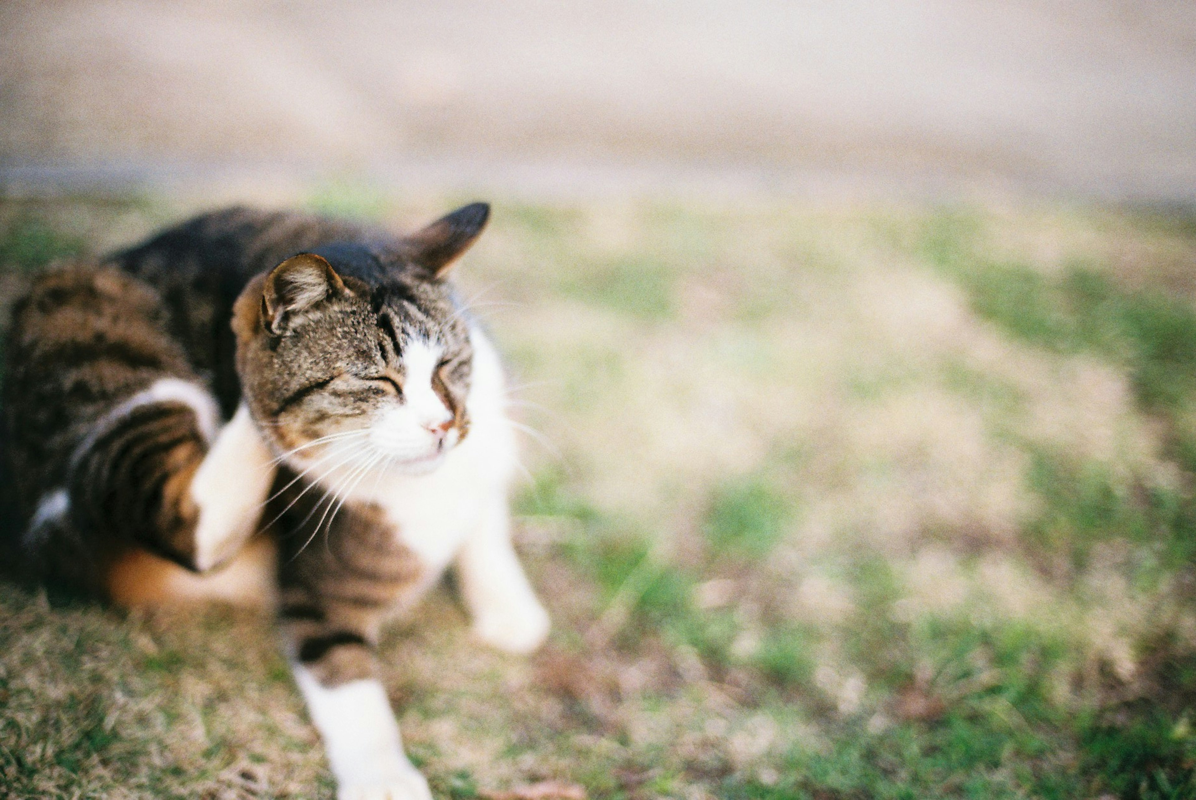 草の上でくつろぐ猫が耳を掻いている