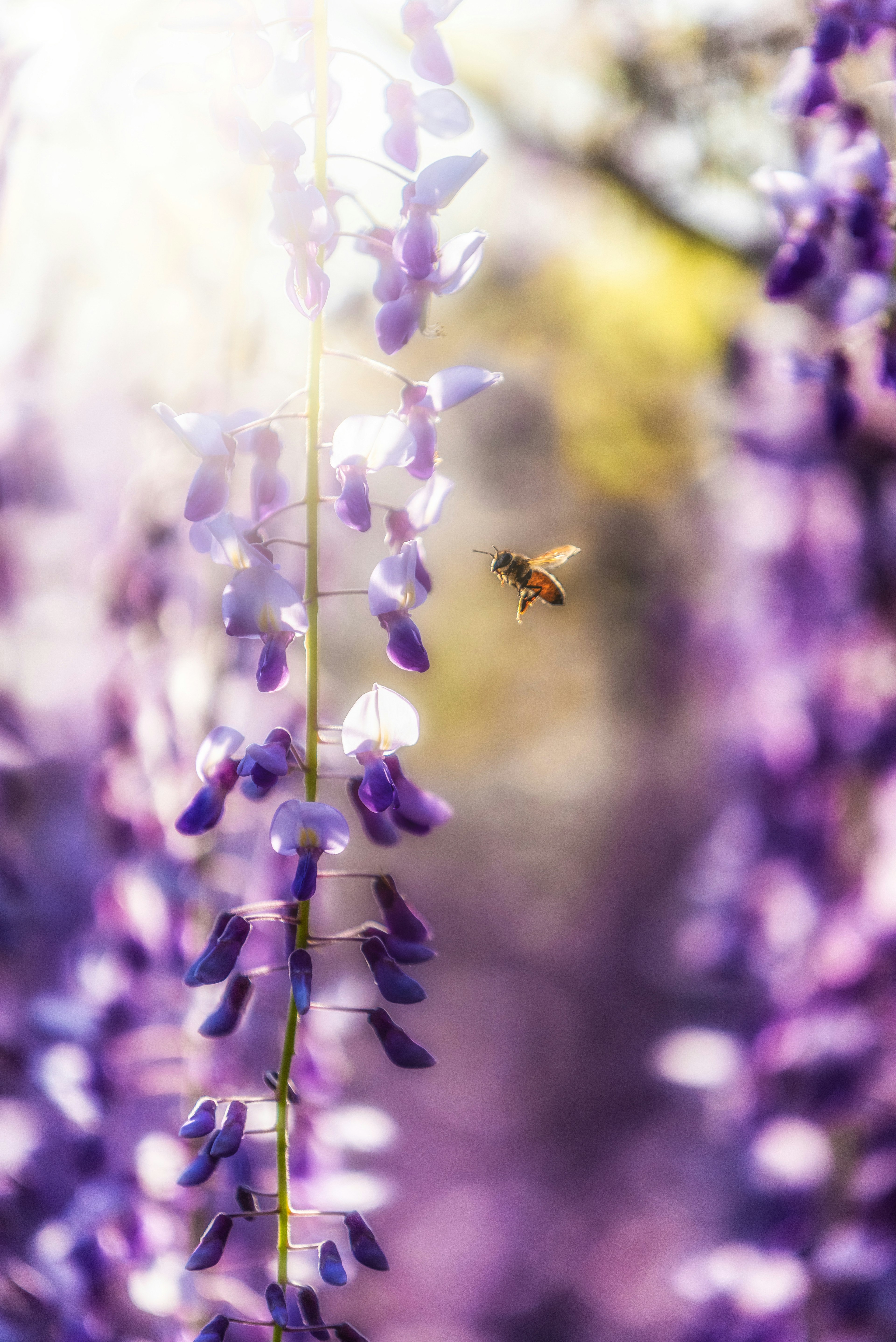 Schöne Szene mit lila Wisteria-Blüten und einer schwebenden Biene