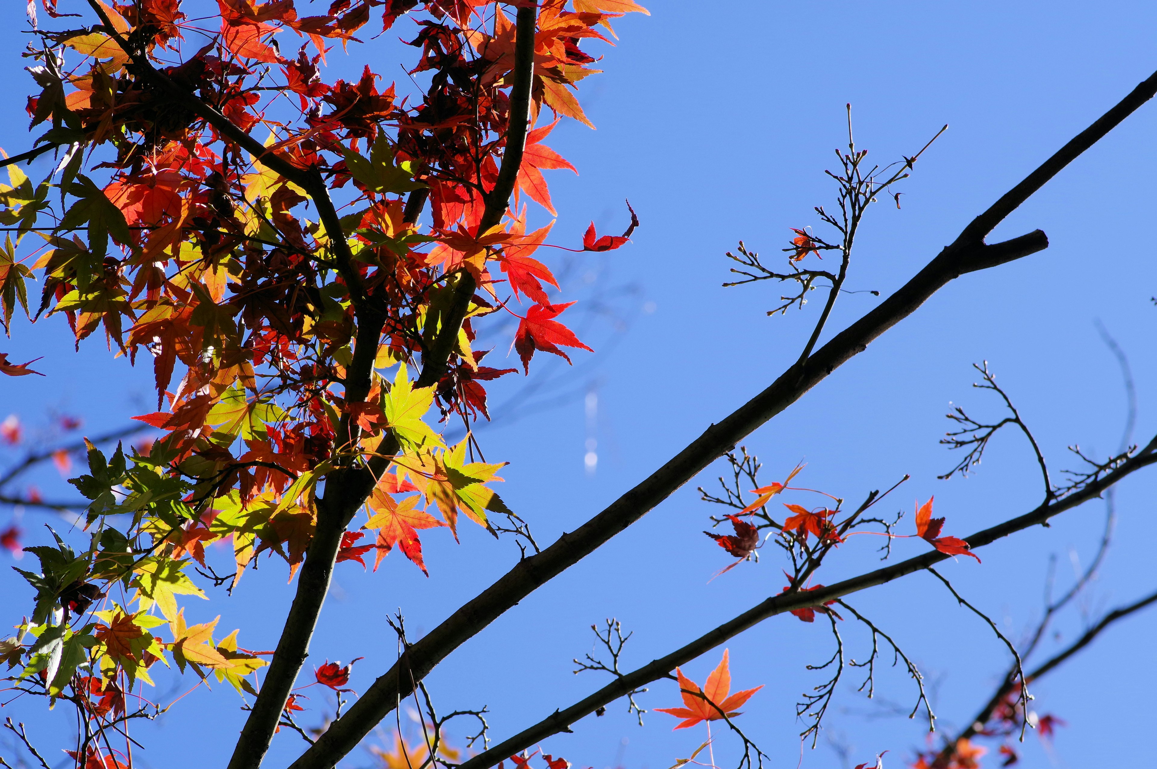 Ein schöner Ast mit Herbstblättern vor einem blauen Himmel