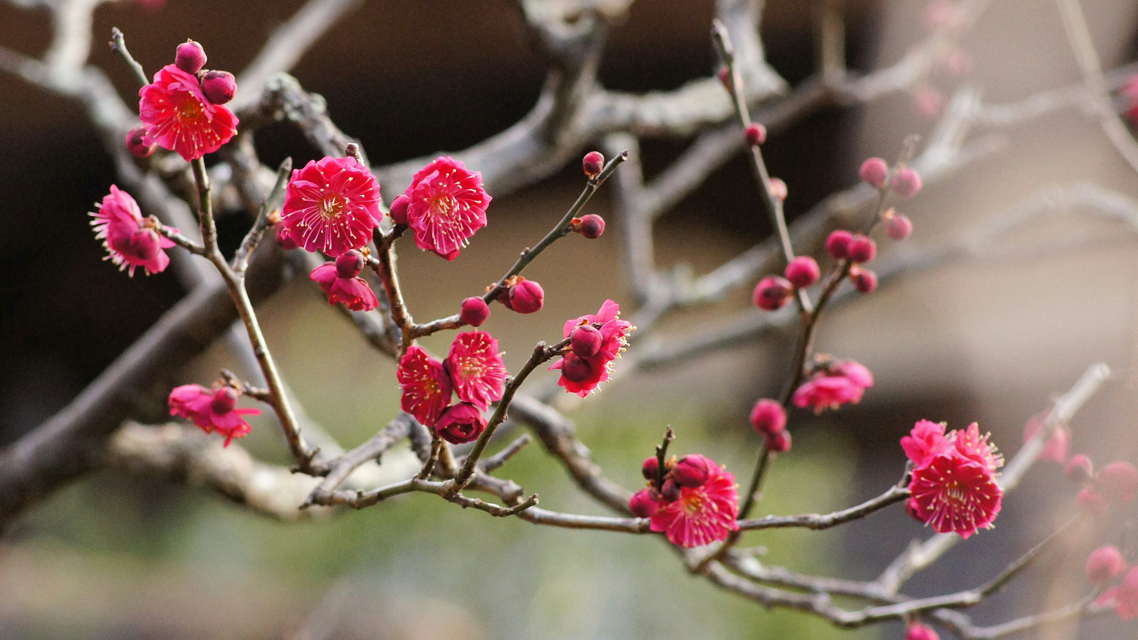 Close-up of a branch with blooming red flowers