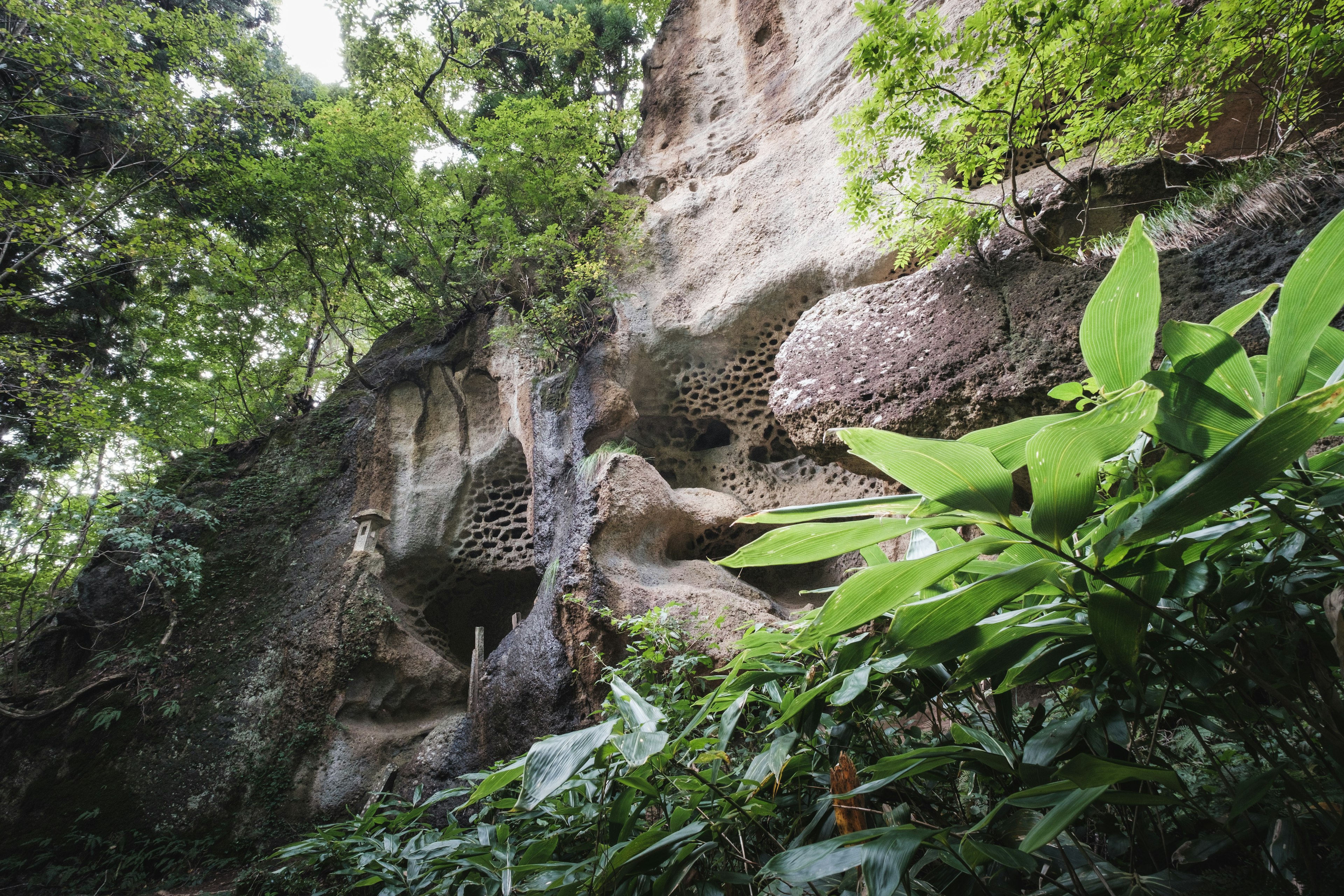 緑豊かな植物に囲まれた岩壁の画像