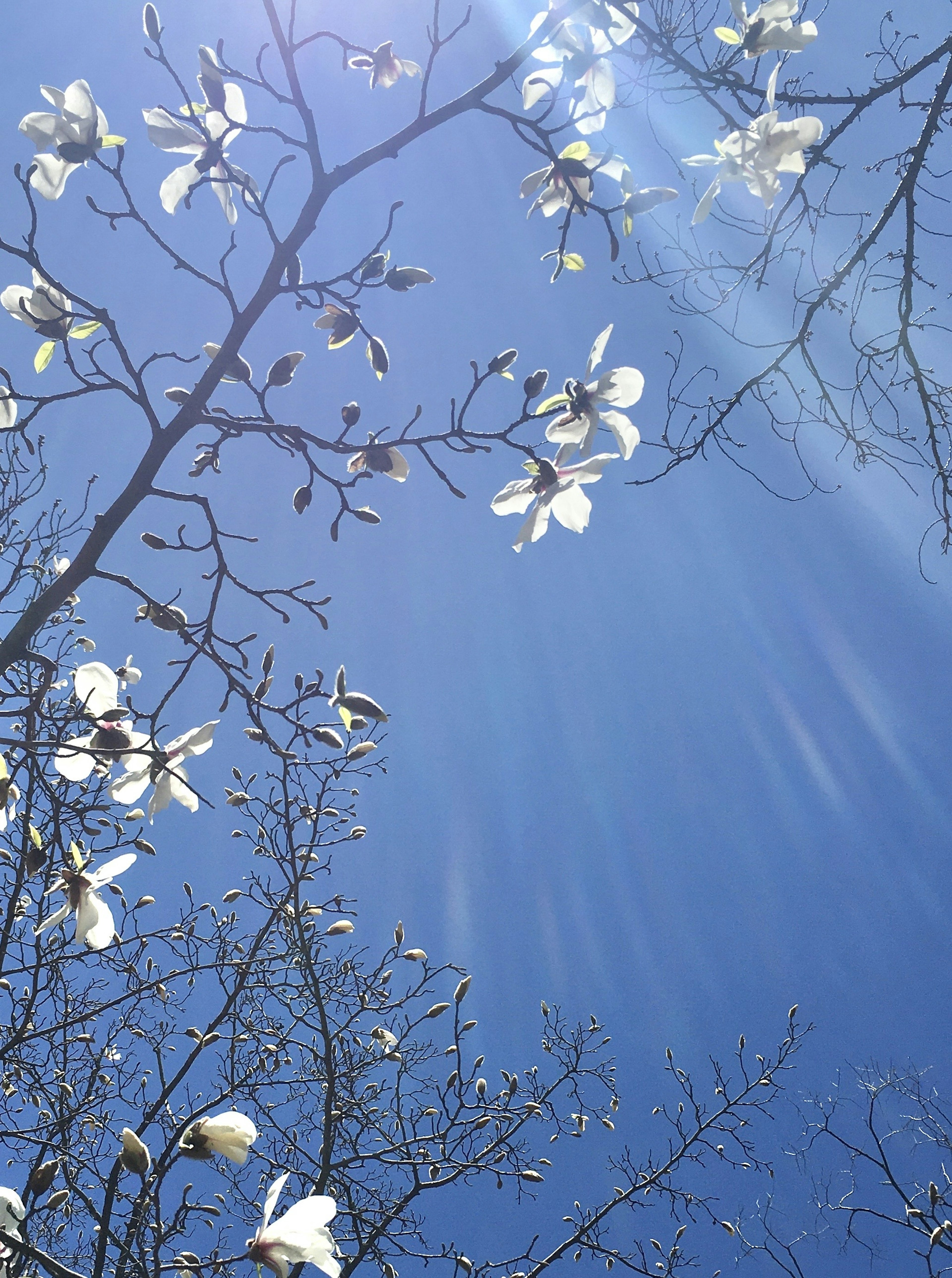 Branches d'arbre avec des fleurs blanches sur fond de ciel bleu