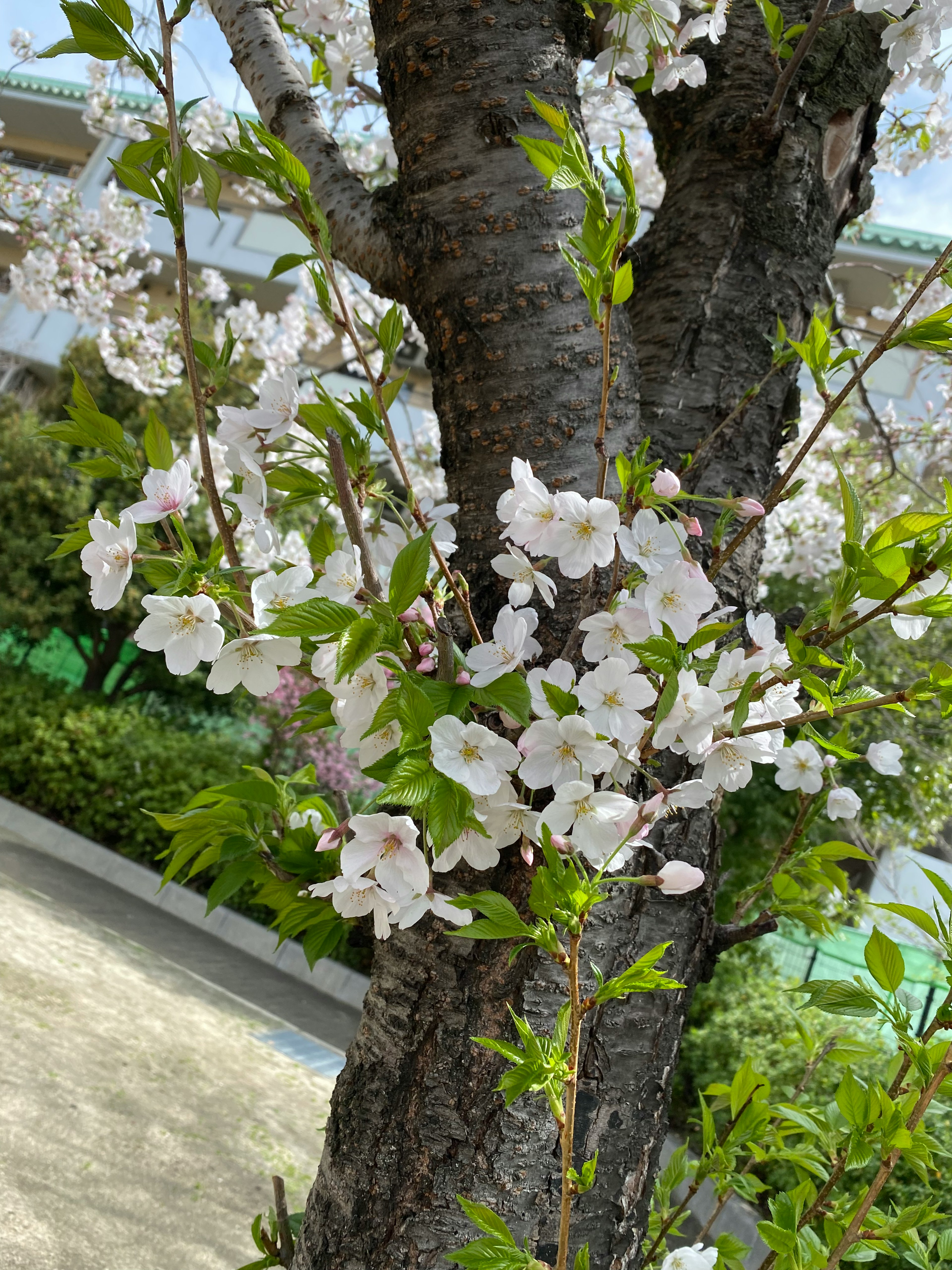 桜の花が咲いている木の幹のアップ