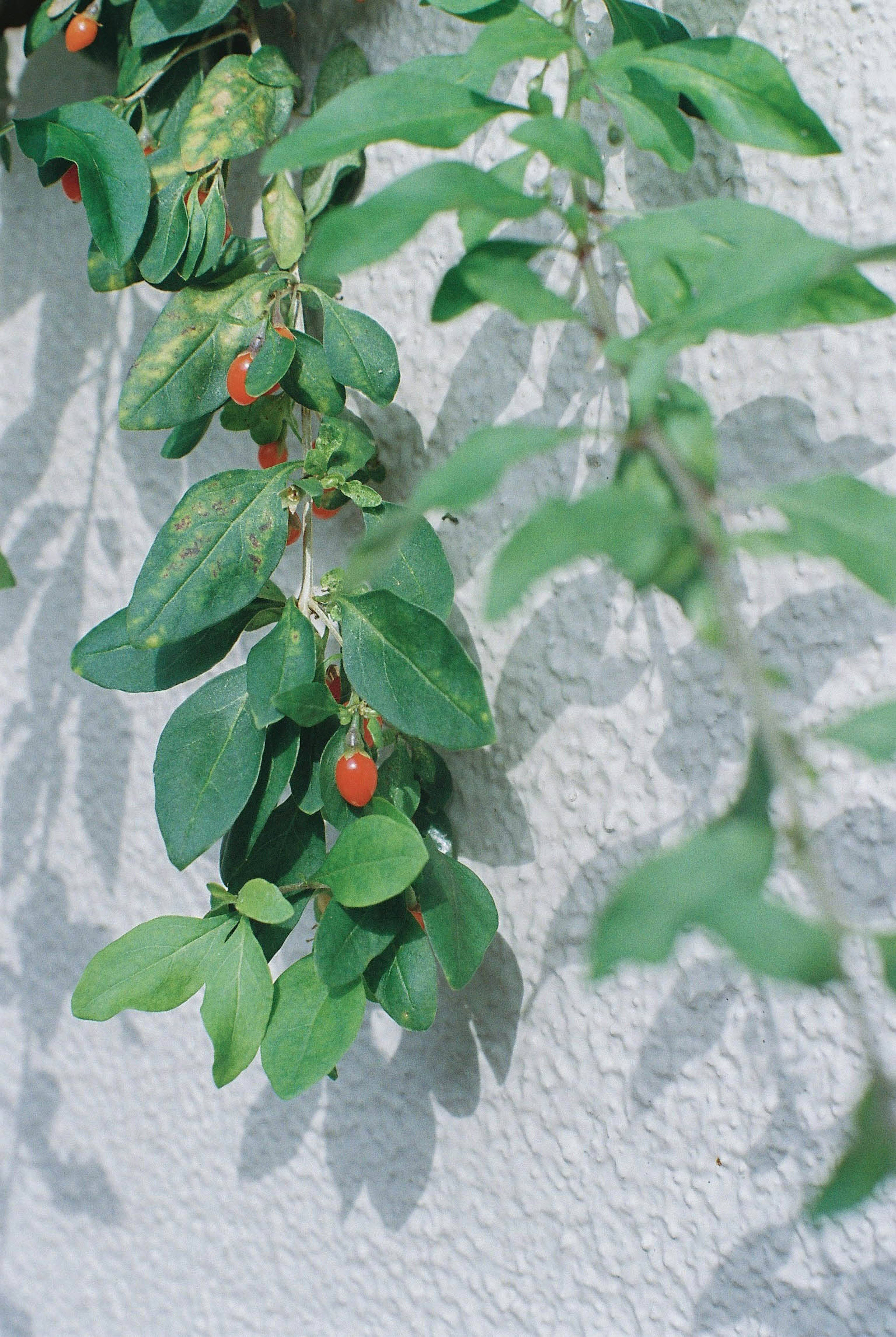 緑の葉と赤い実がついた植物が白い壁に沿って垂れ下がっている