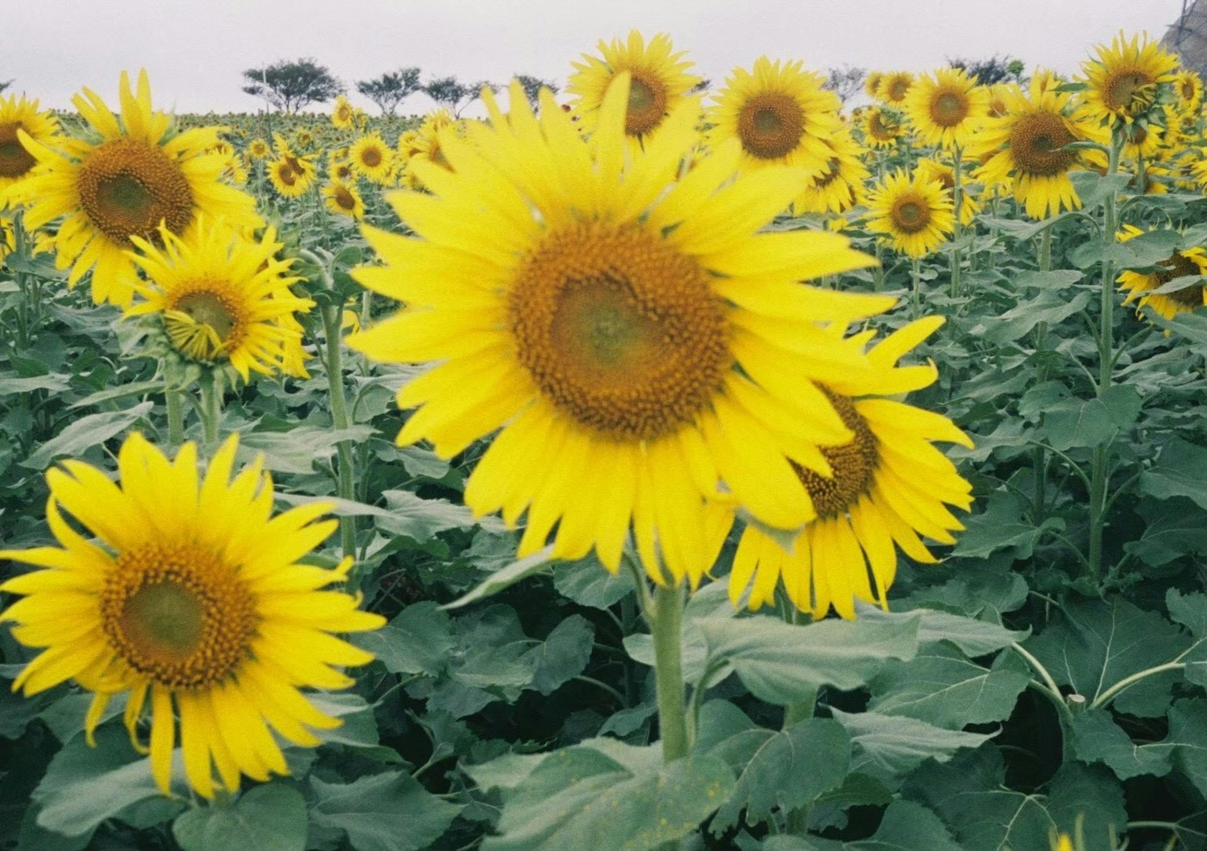 広がるひまわり畑と鮮やかな黄色の花