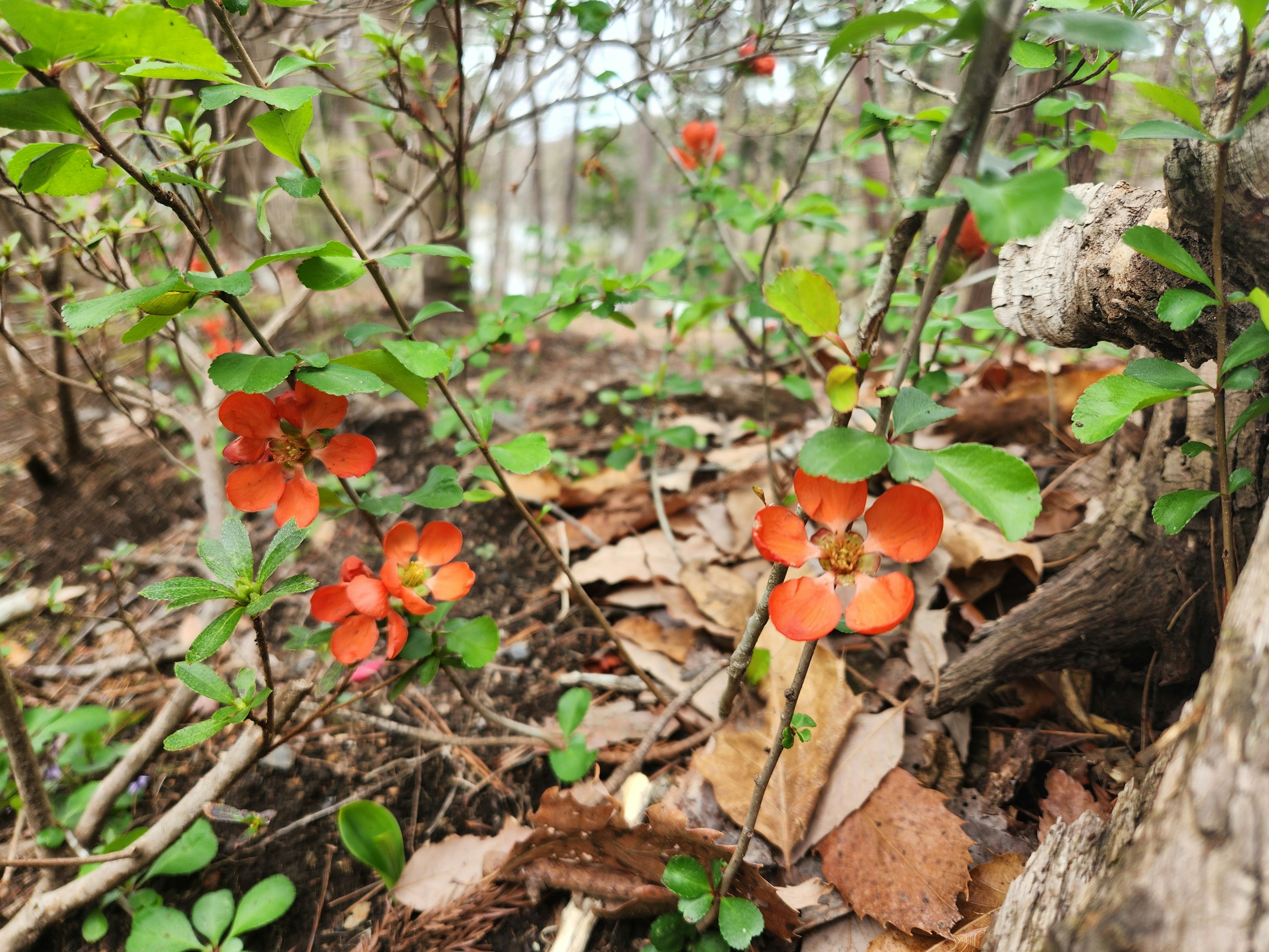 Red flowers blooming in a forest setting