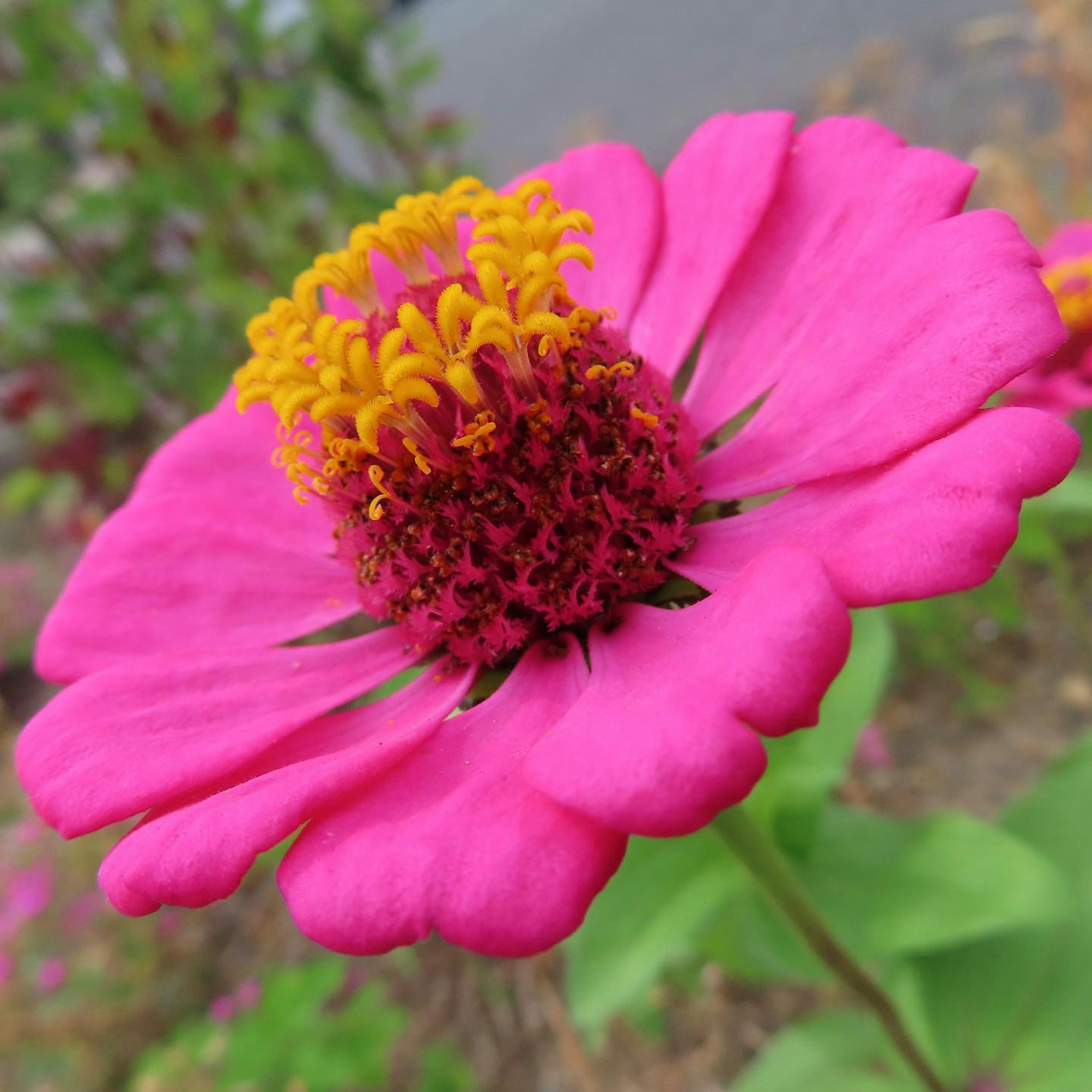 Vibrant pink zinnia flower in bloom