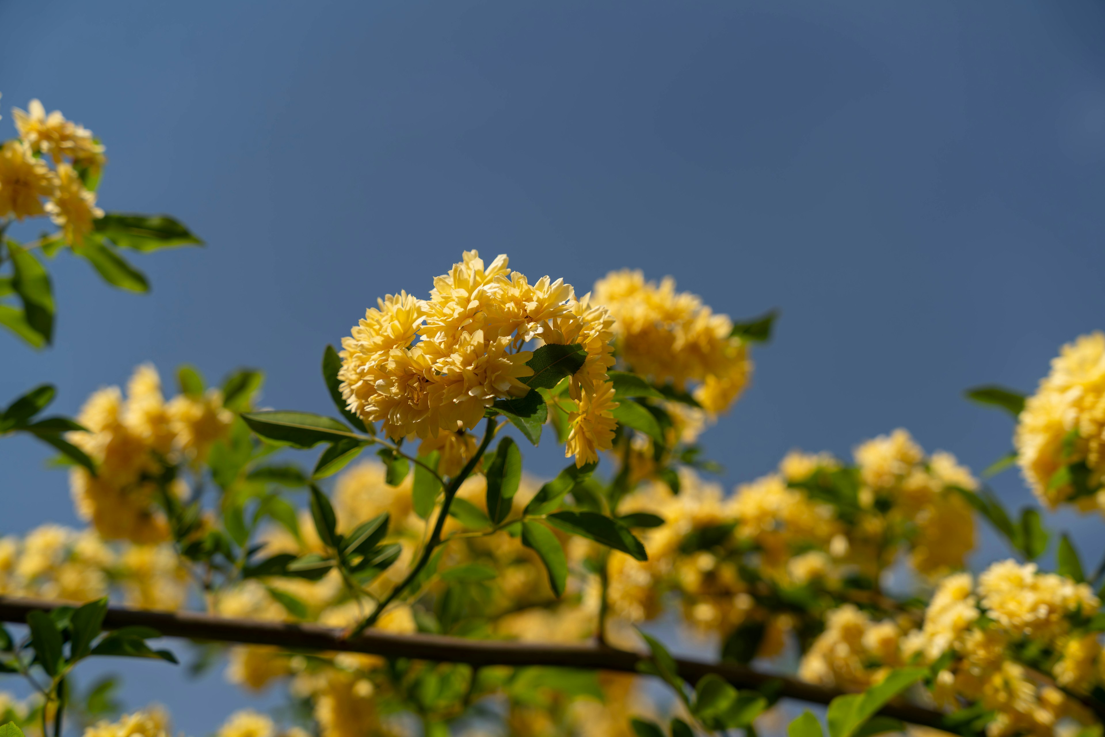 Primo piano di fiori gialli che sbocciano su un ramo contro un cielo blu