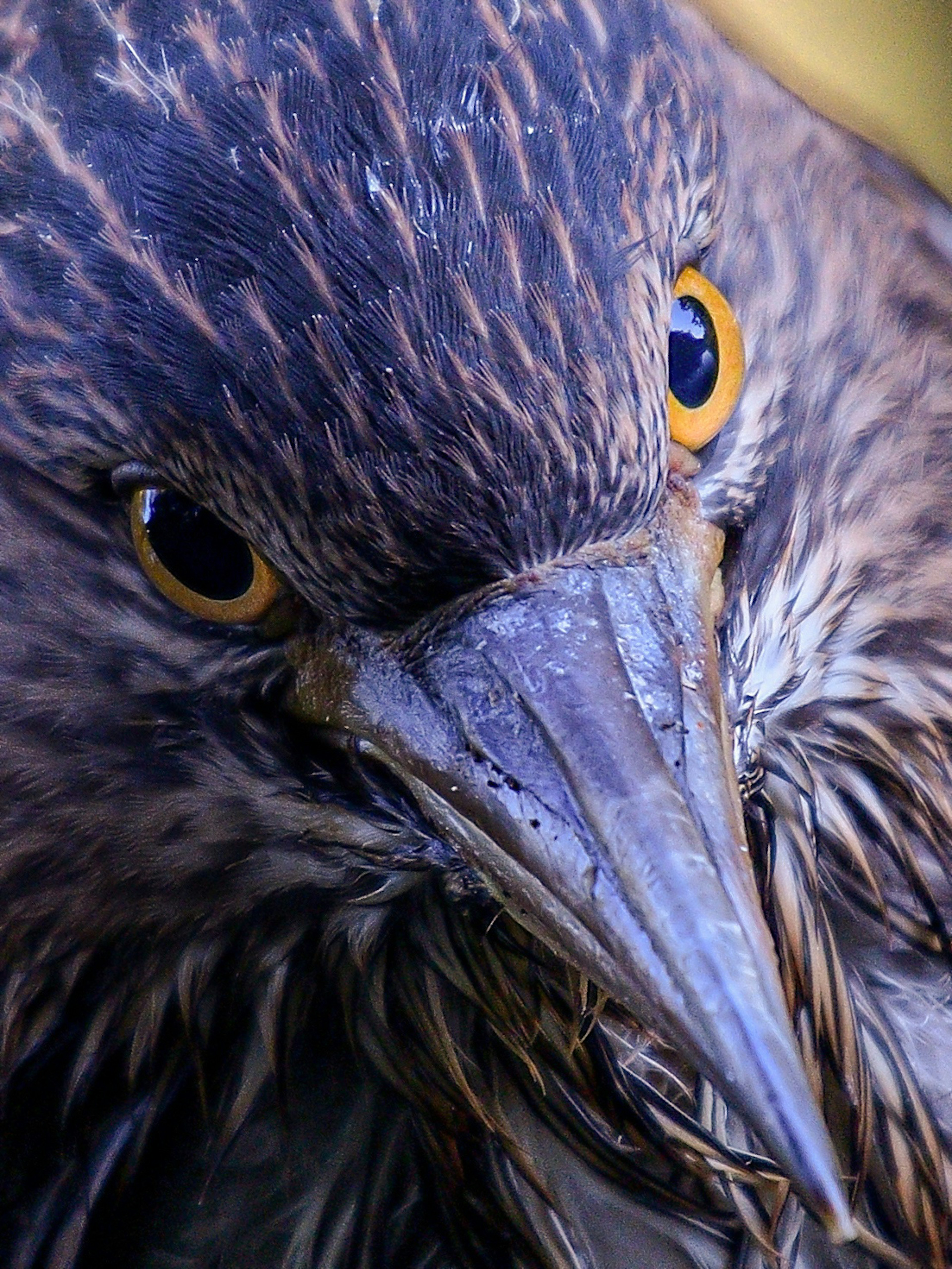 Foto ravvicinata di un uccello che mostra i suoi occhi e il becco