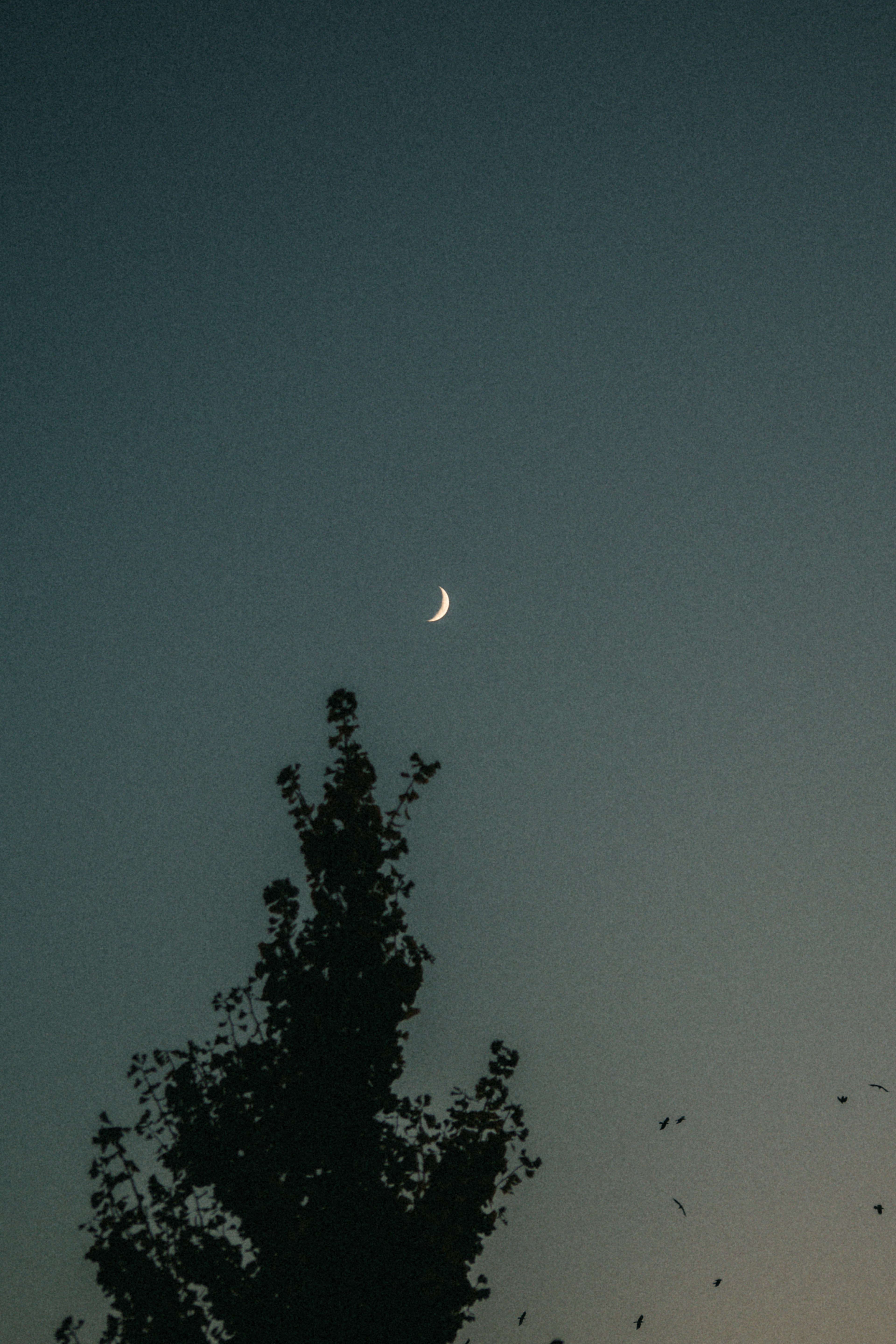 Lune croissante fine dans le ciel bleu au-dessus de la silhouette sombre d'un arbre