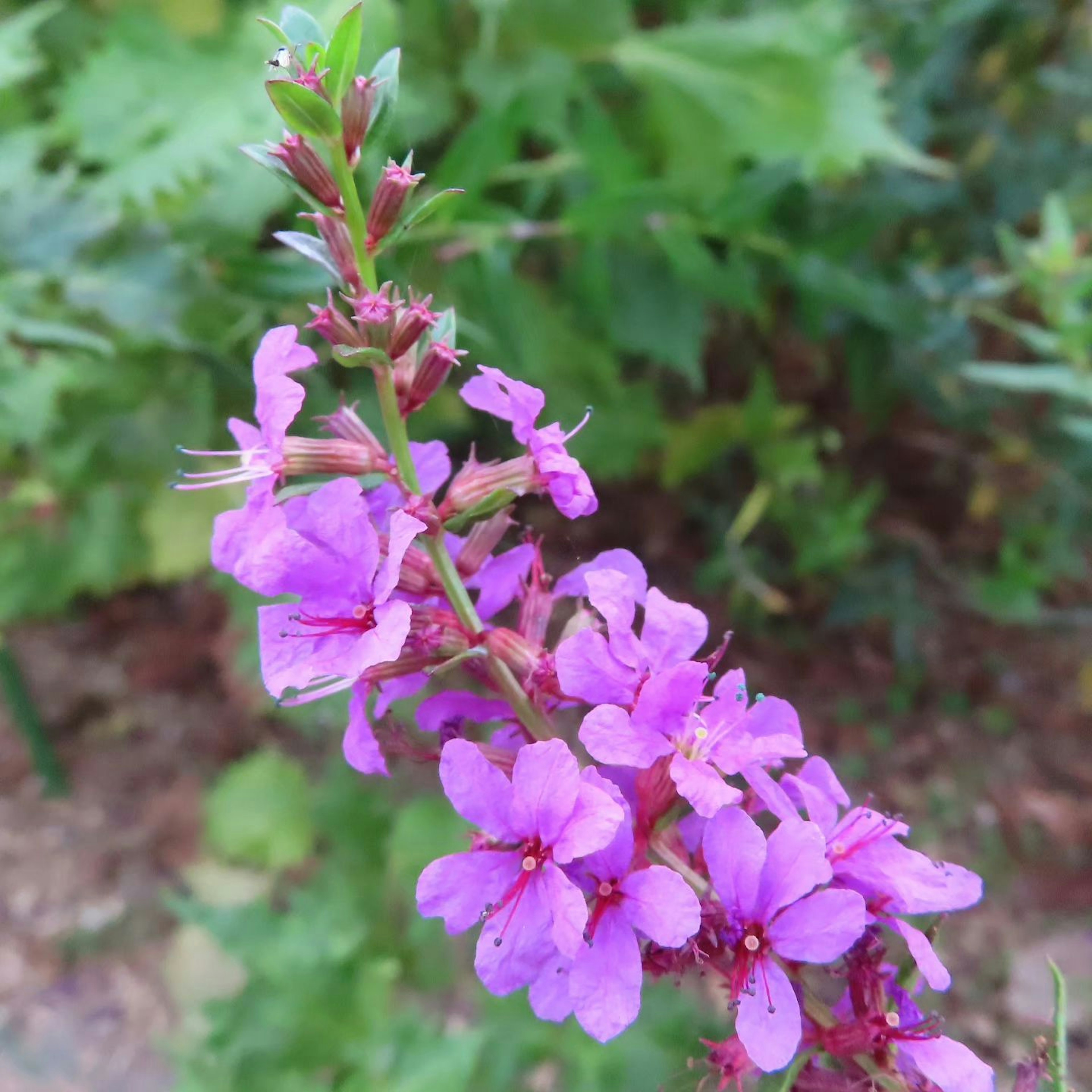 Primo piano di una pianta con bellissimi fiori viola