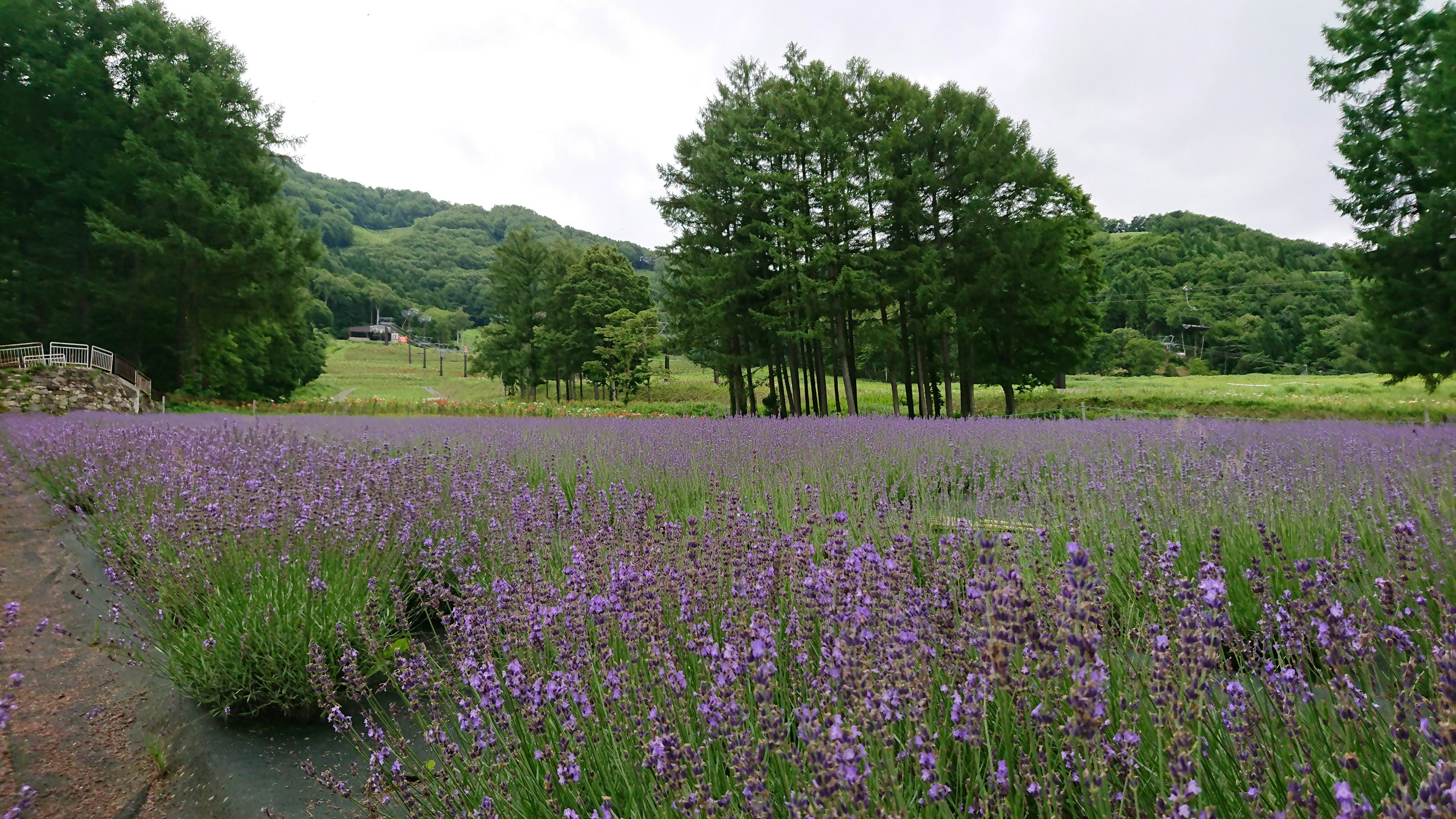 紫色のラベンダー畑と緑の木々の風景