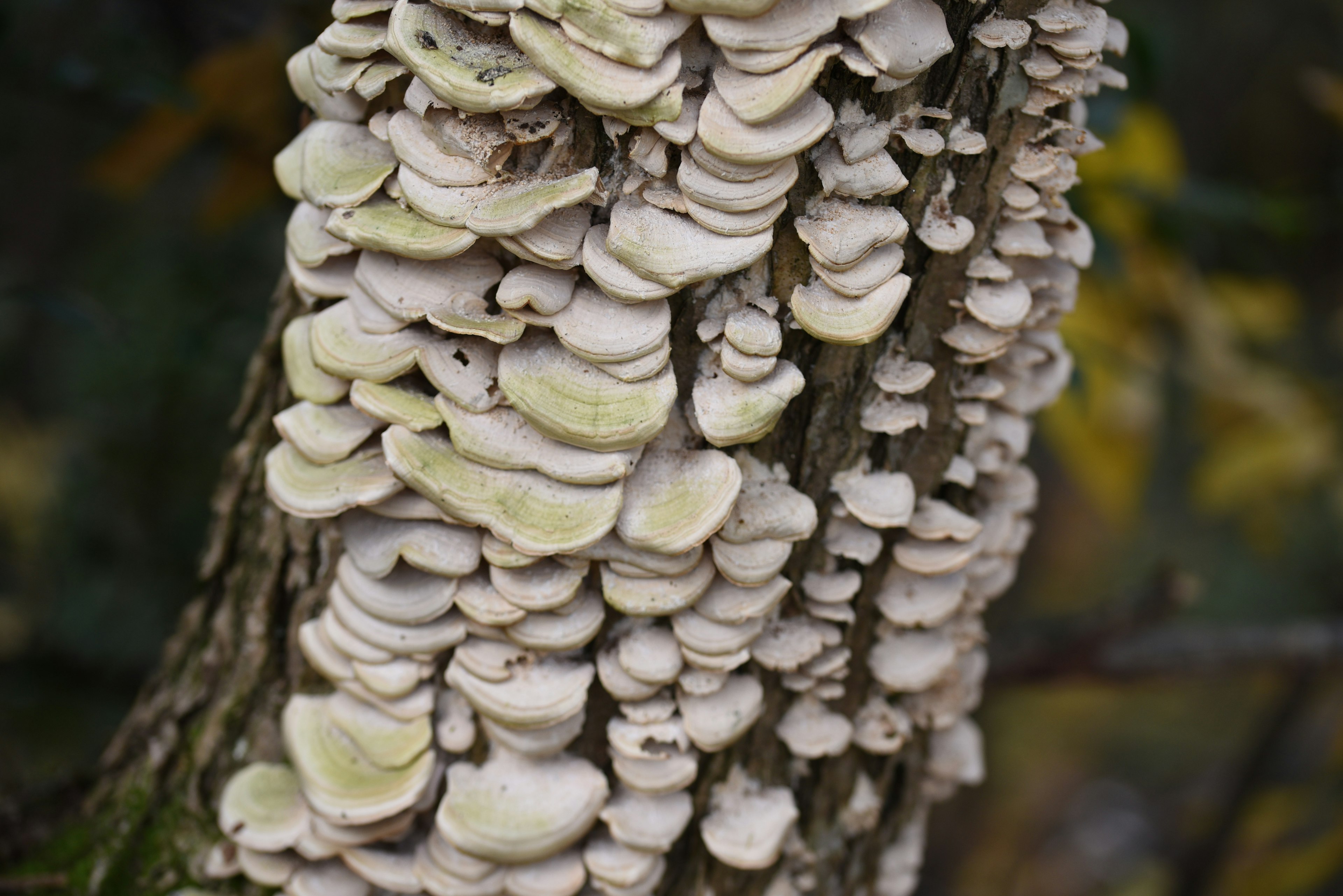 Grupo de hongos blancos creciendo en un tronco de árbol