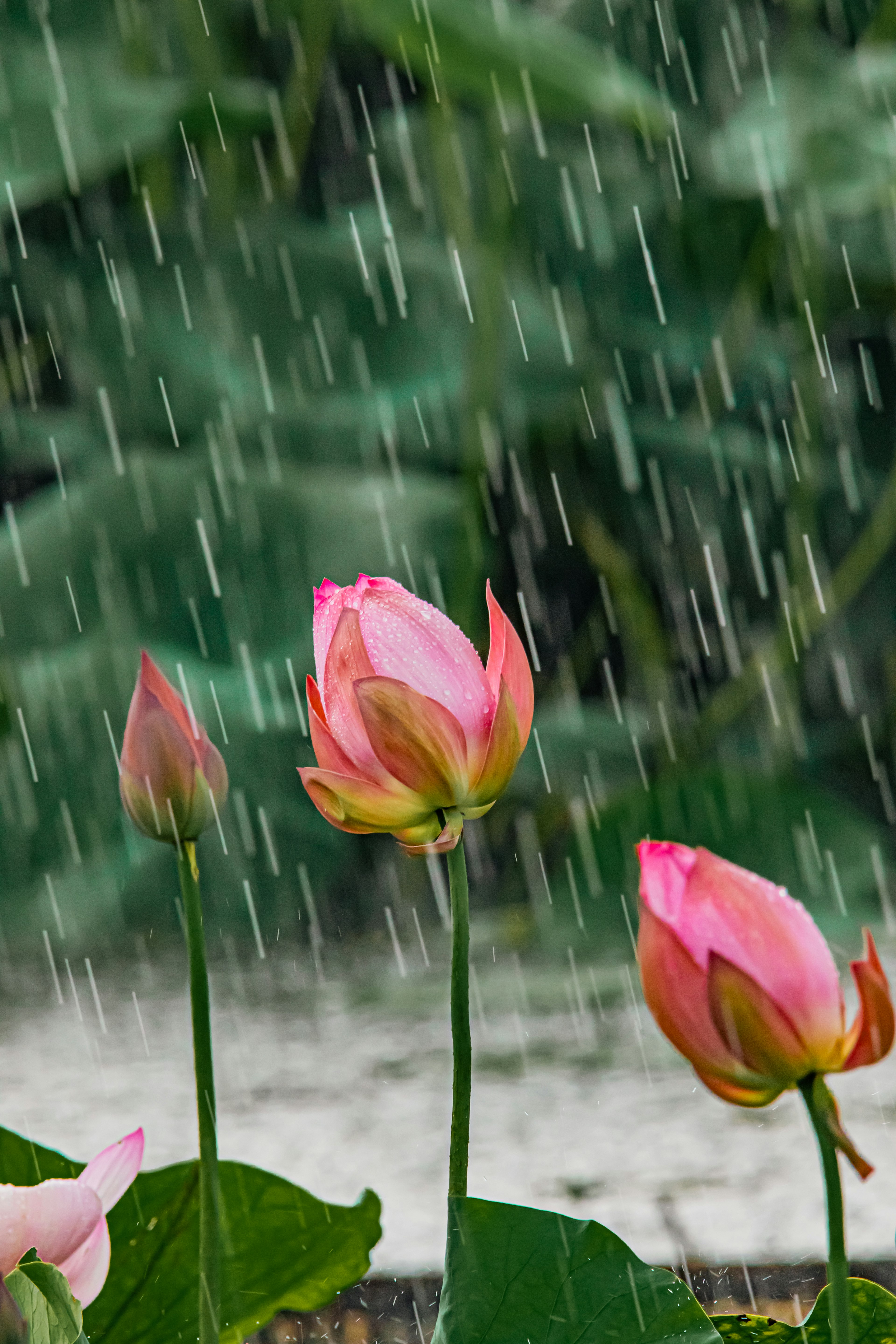 雨の中に咲くピンクの蓮の花と緑の葉