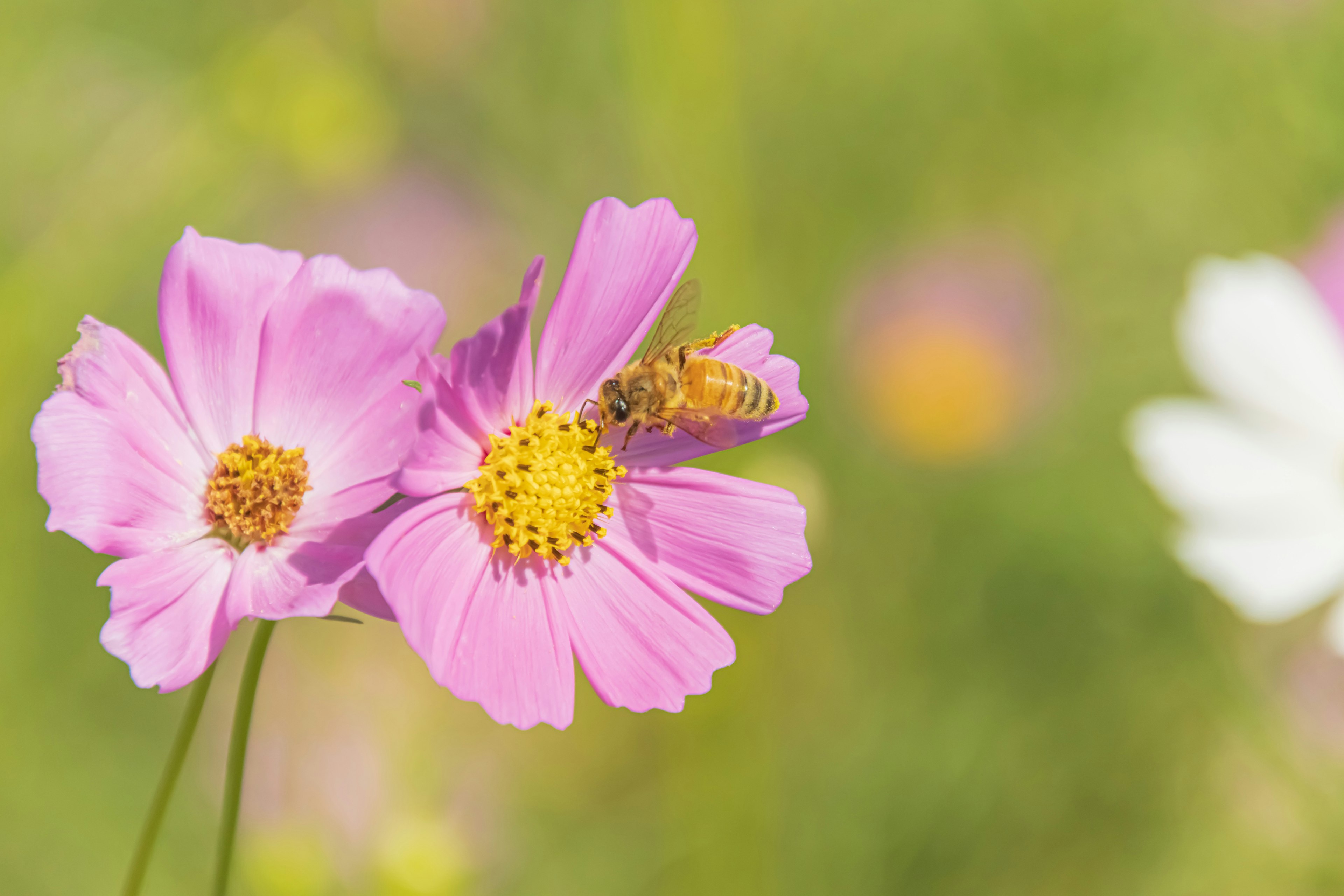 Close-up of pink flowers with a bee collecting nectar