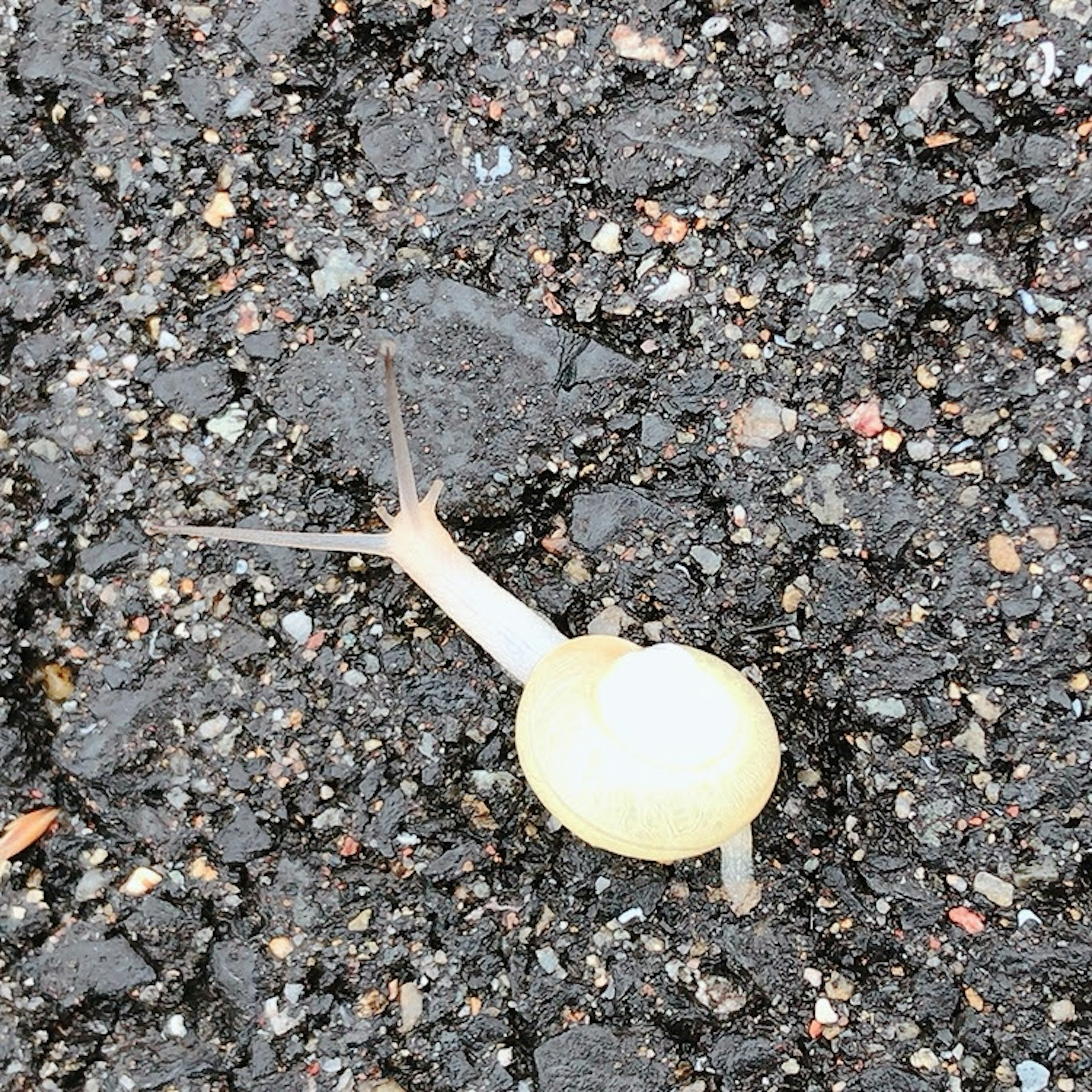 A snail with a yellow shell crawling on a black surface