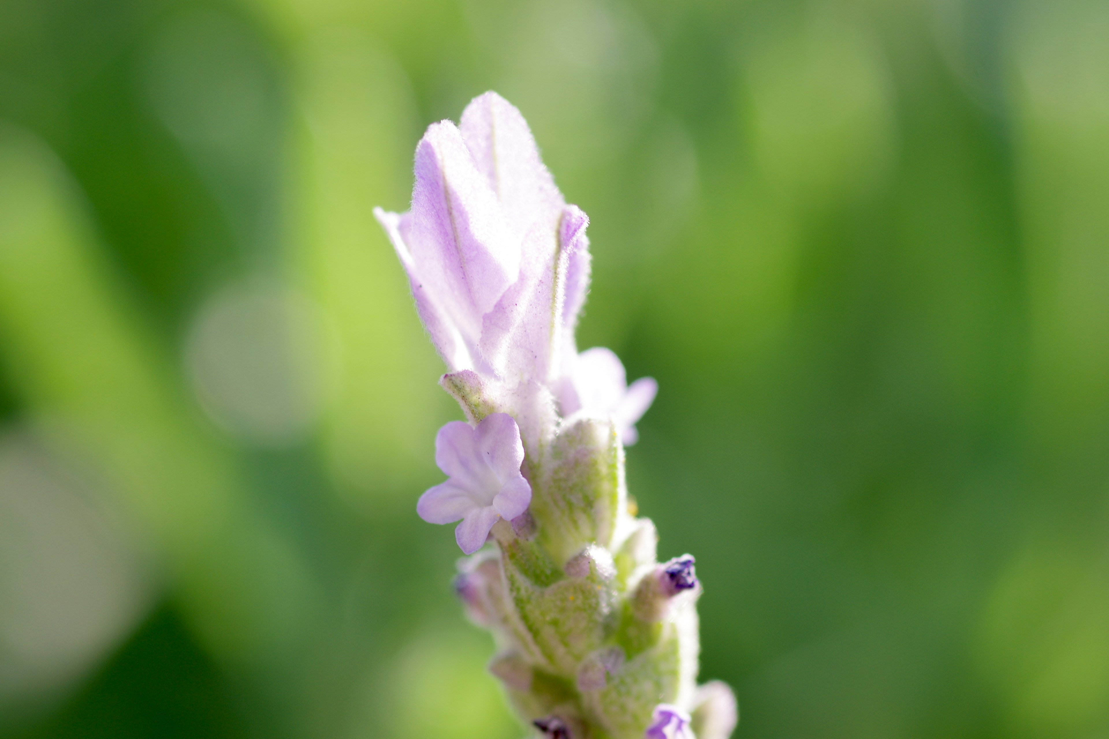 Una flor púrpura pálida con pétalos delicados sobre un fondo verde