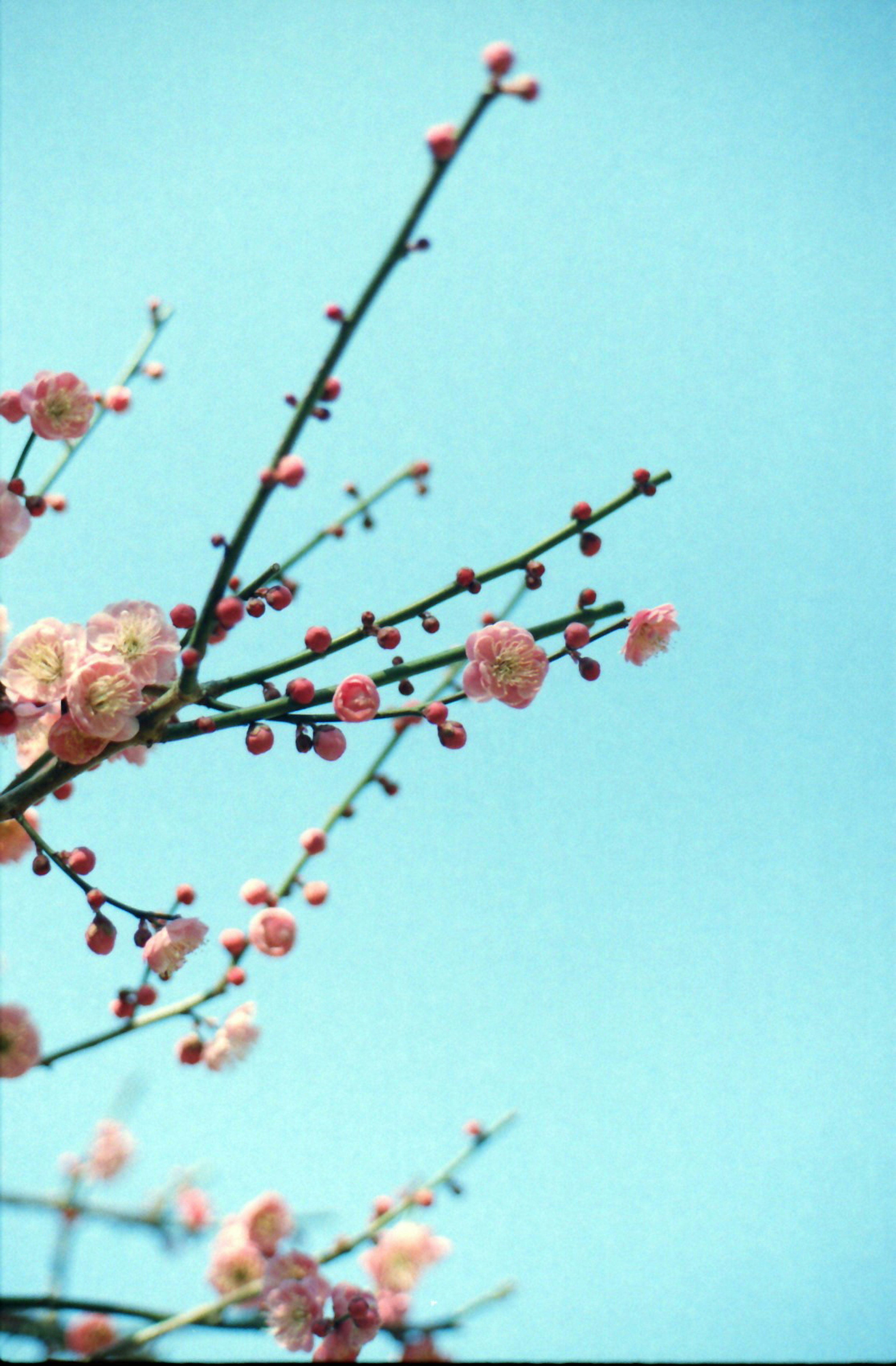 Branches with pink flowers against a blue sky