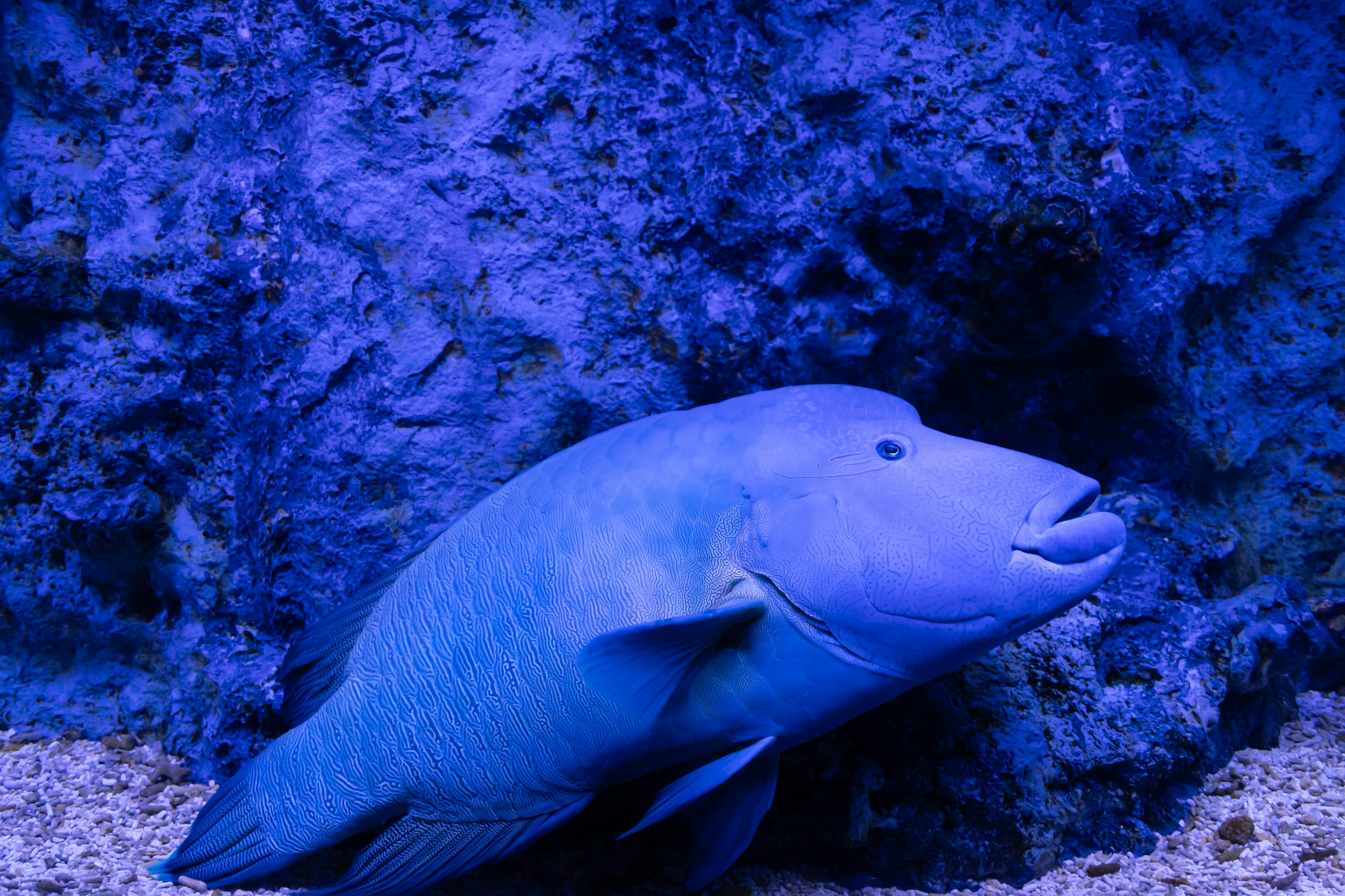 Close-up ikan di latar belakang biru