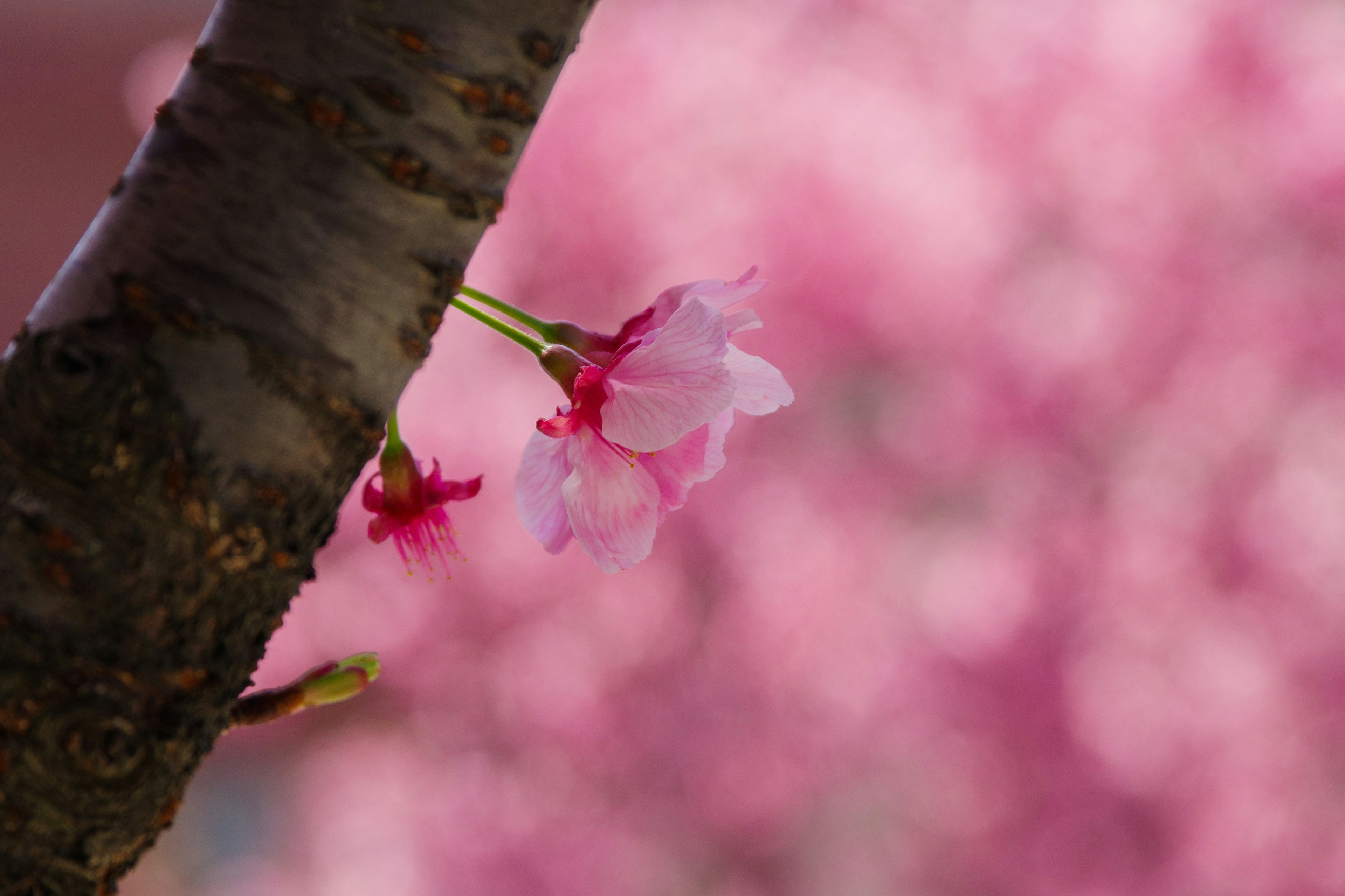 Close-up bunga sakura di pohon dengan latar belakang merah muda buram