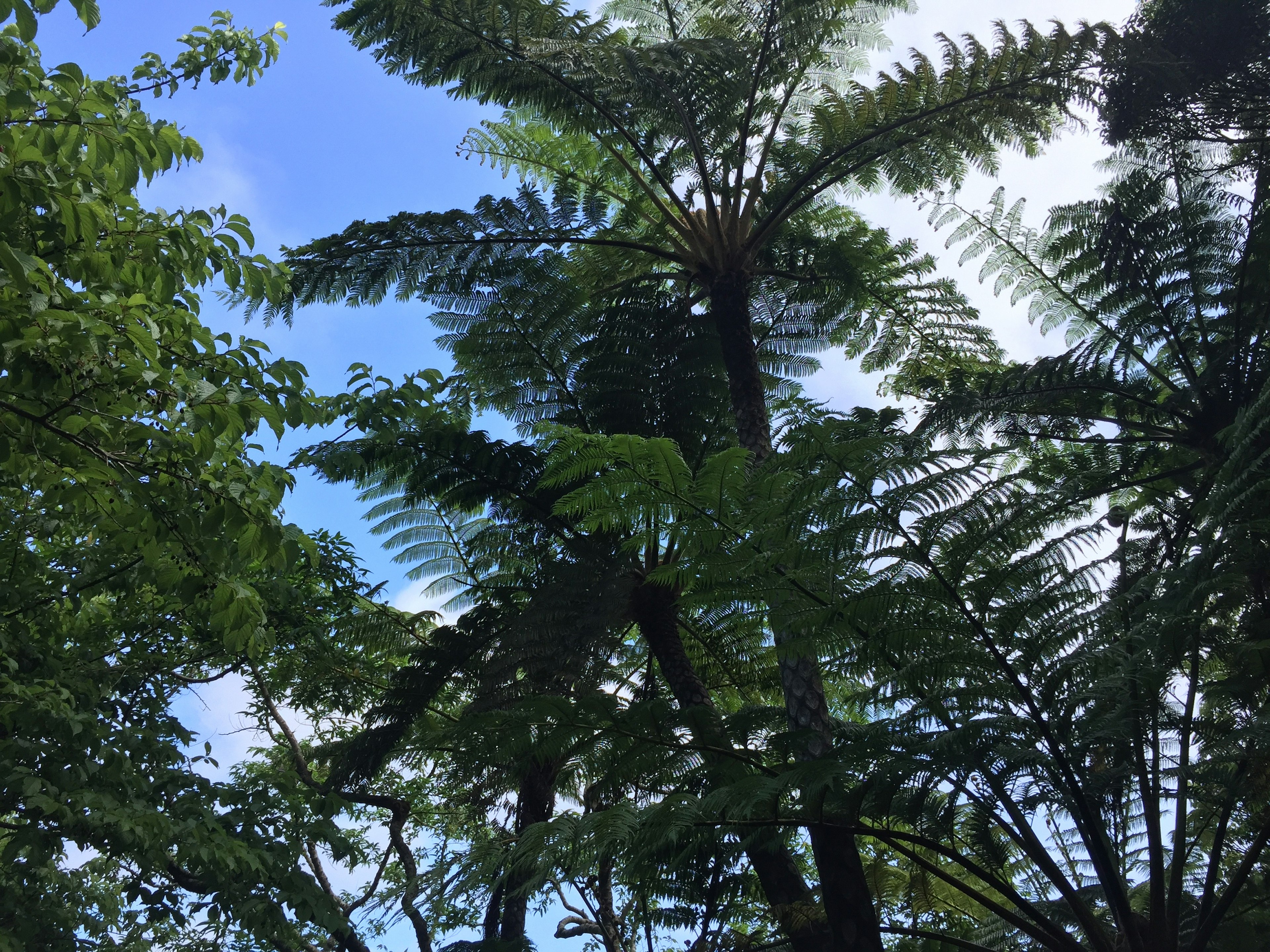 Silhouette of tall ferns against a blue sky