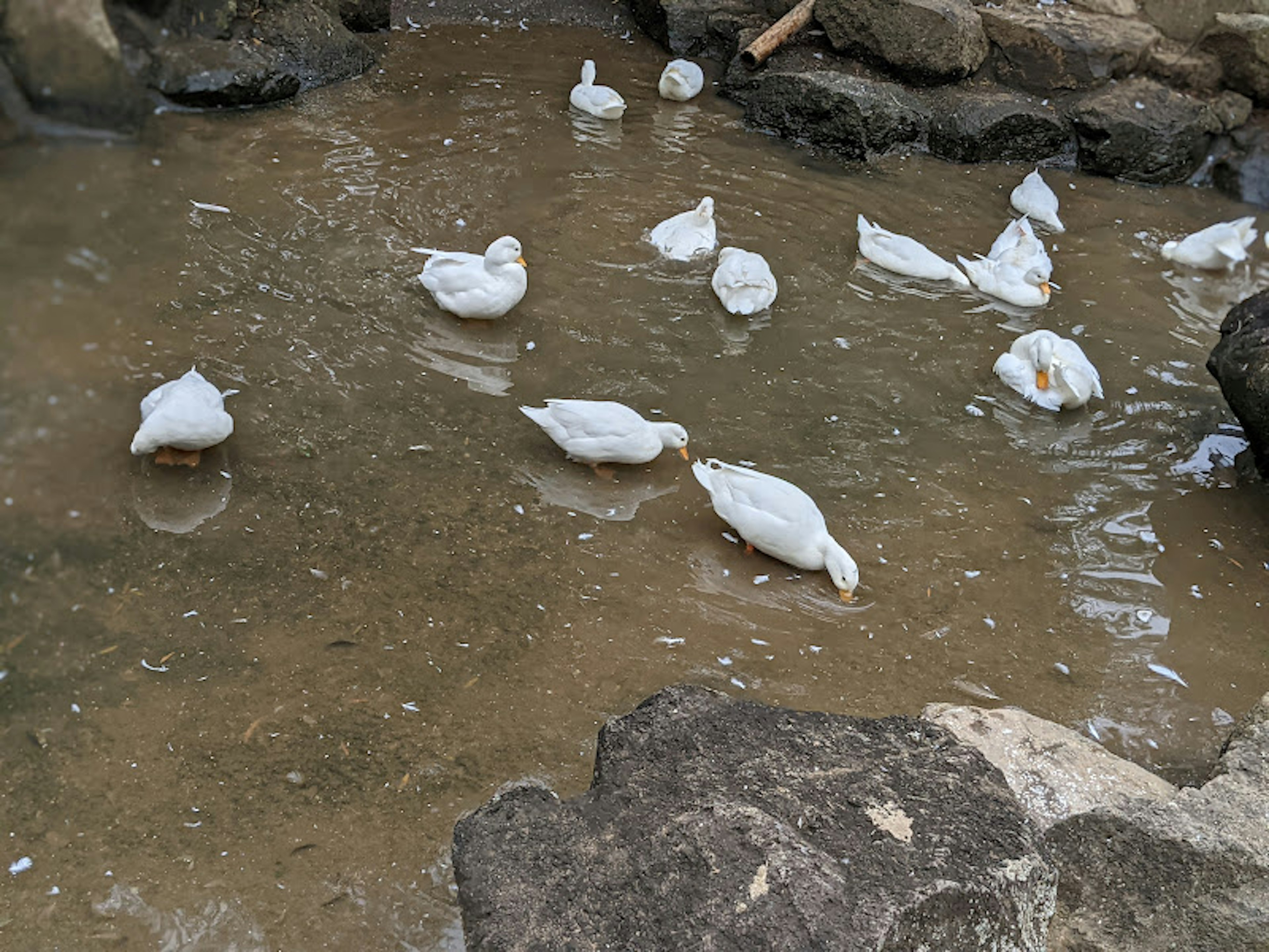 White ducks foraging in shallow water surrounded by rocks