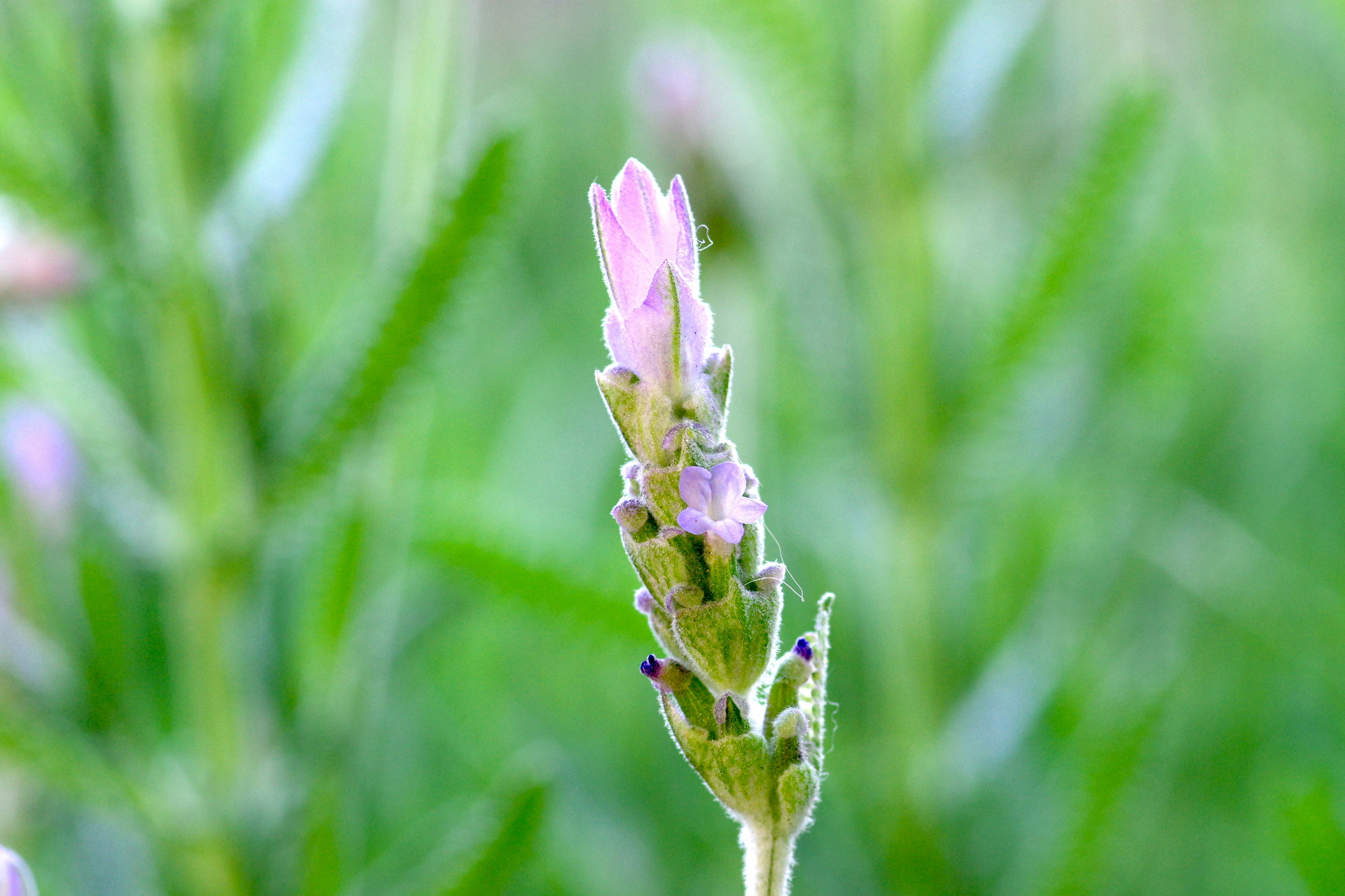 Primo piano di una pianta con un bocciolo di fiore viola chiaro su sfondo verde