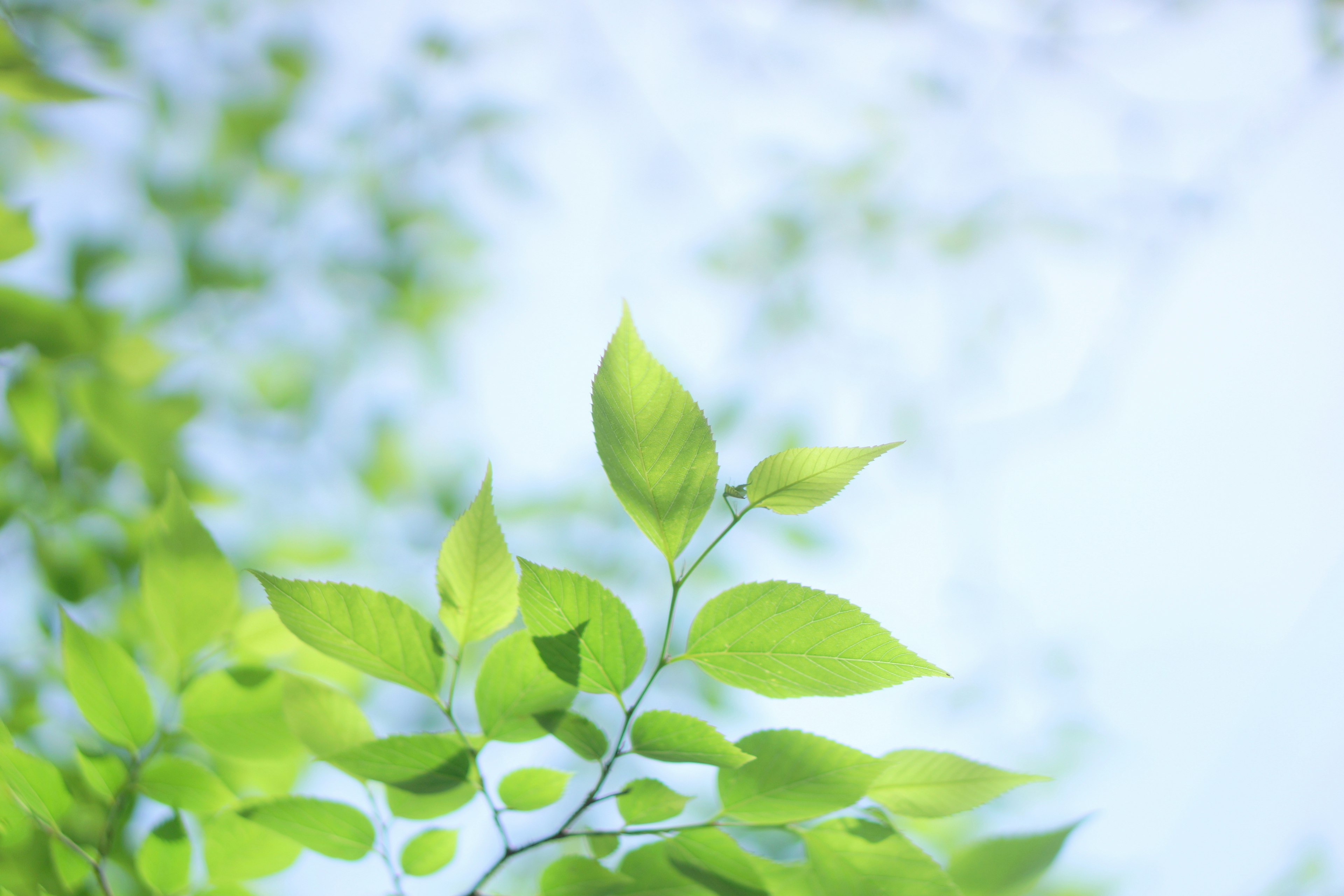 Close-up of vibrant green leaves against a bright background