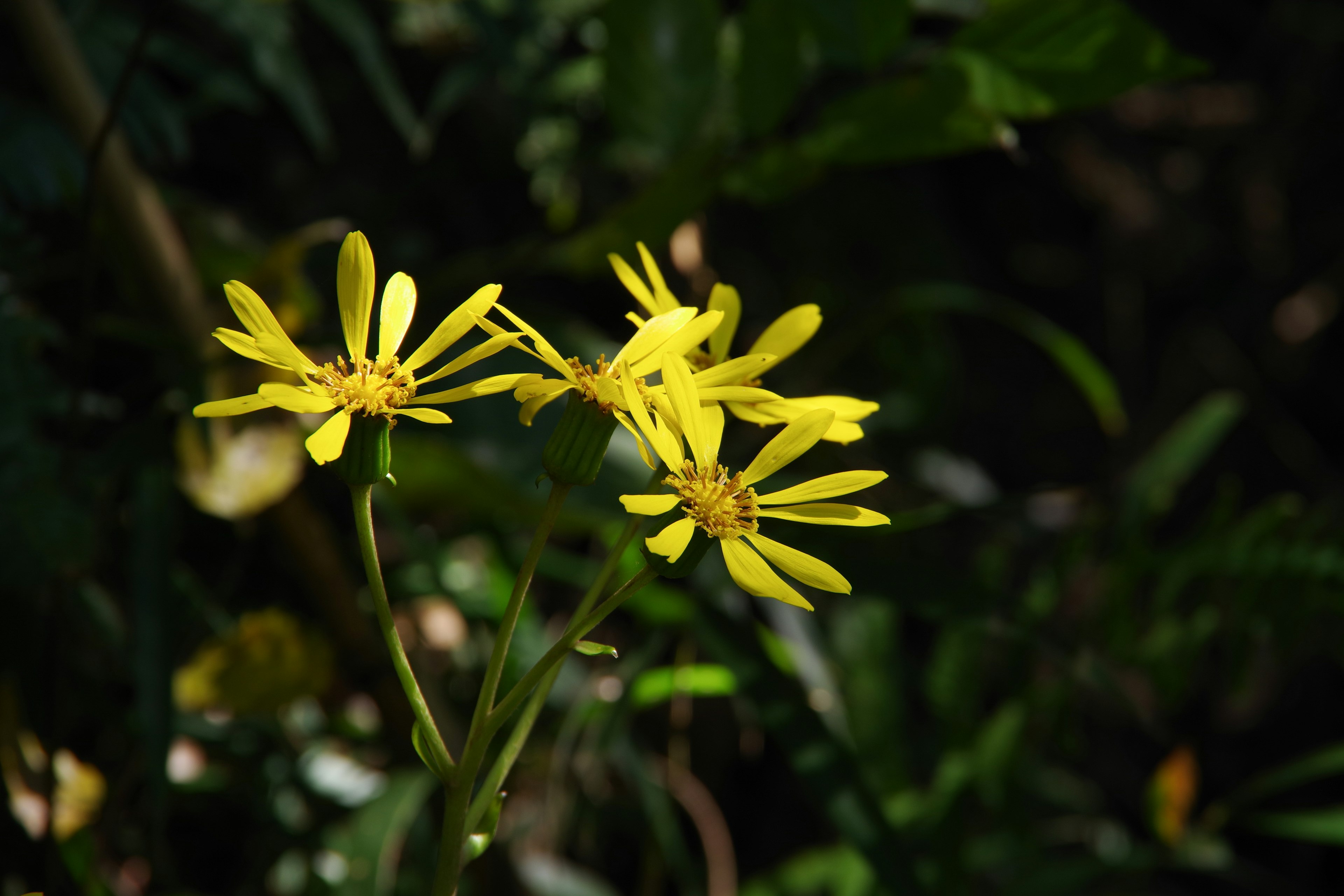 Eine Gruppe leuchtend gelber Blumen in einer natürlichen Umgebung