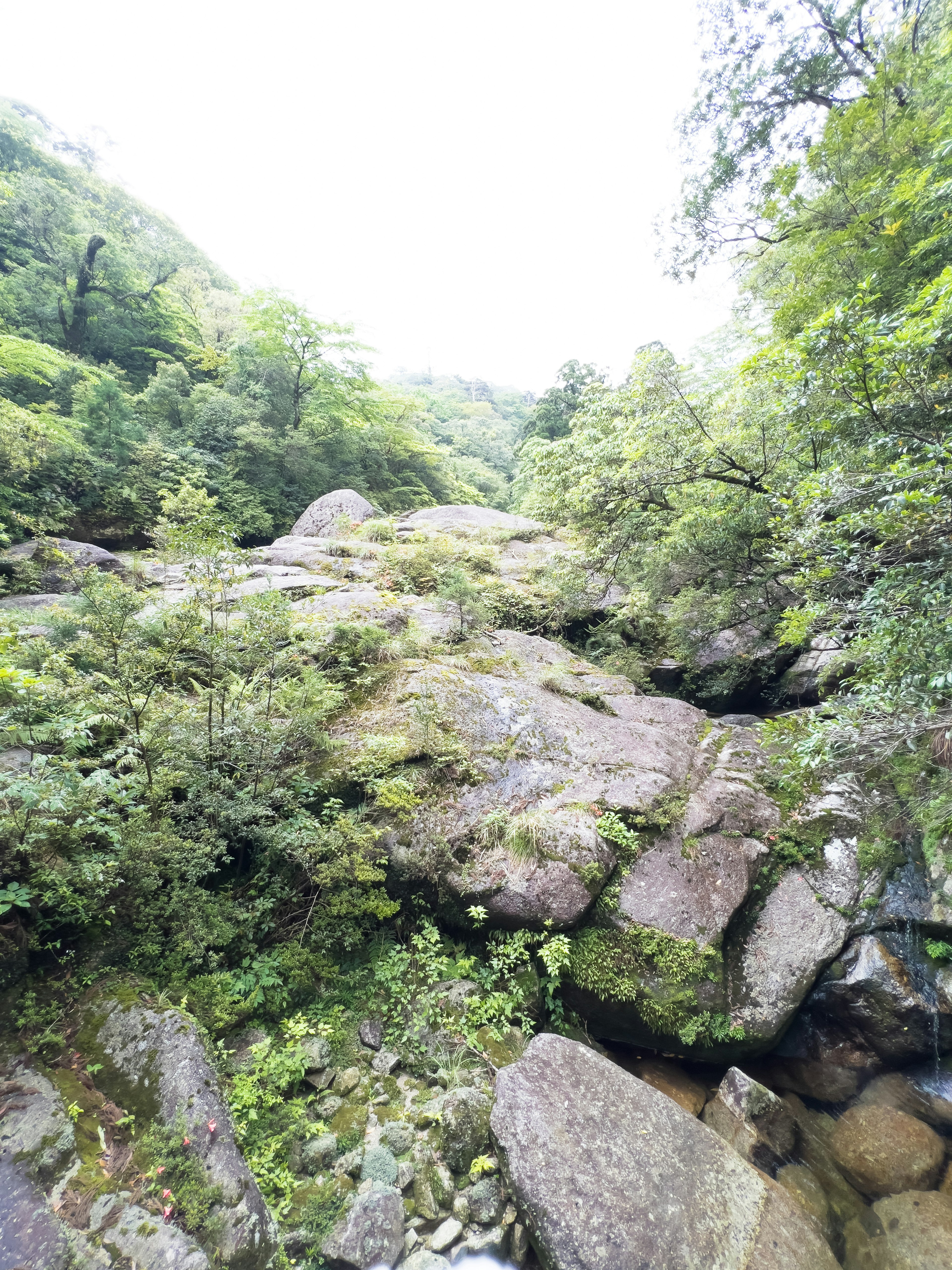 Paesaggio naturale con vegetazione lussureggiante e rocce