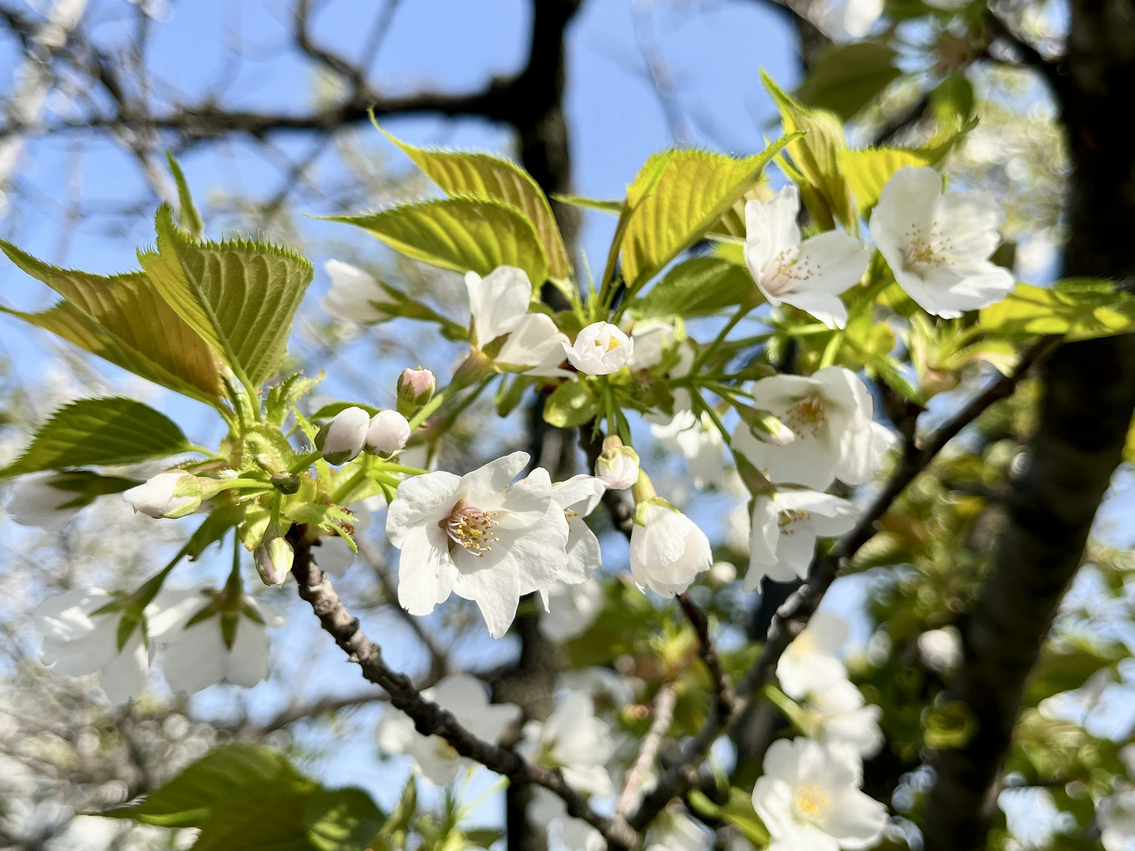 Rama de un cerezo con flores blancas y hojas verdes frescas