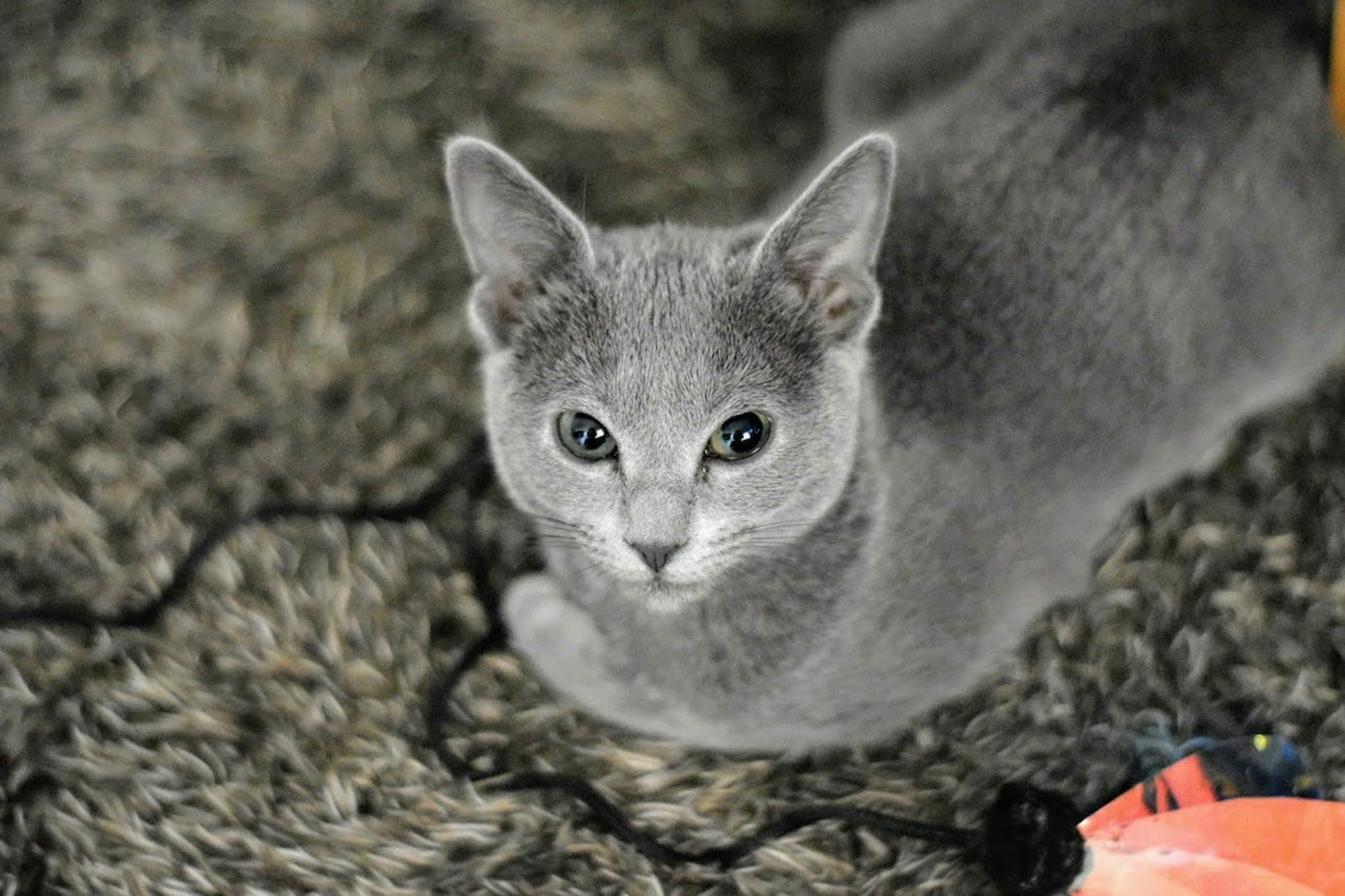 Graue Katze liegt auf einem flauschigen Teppich