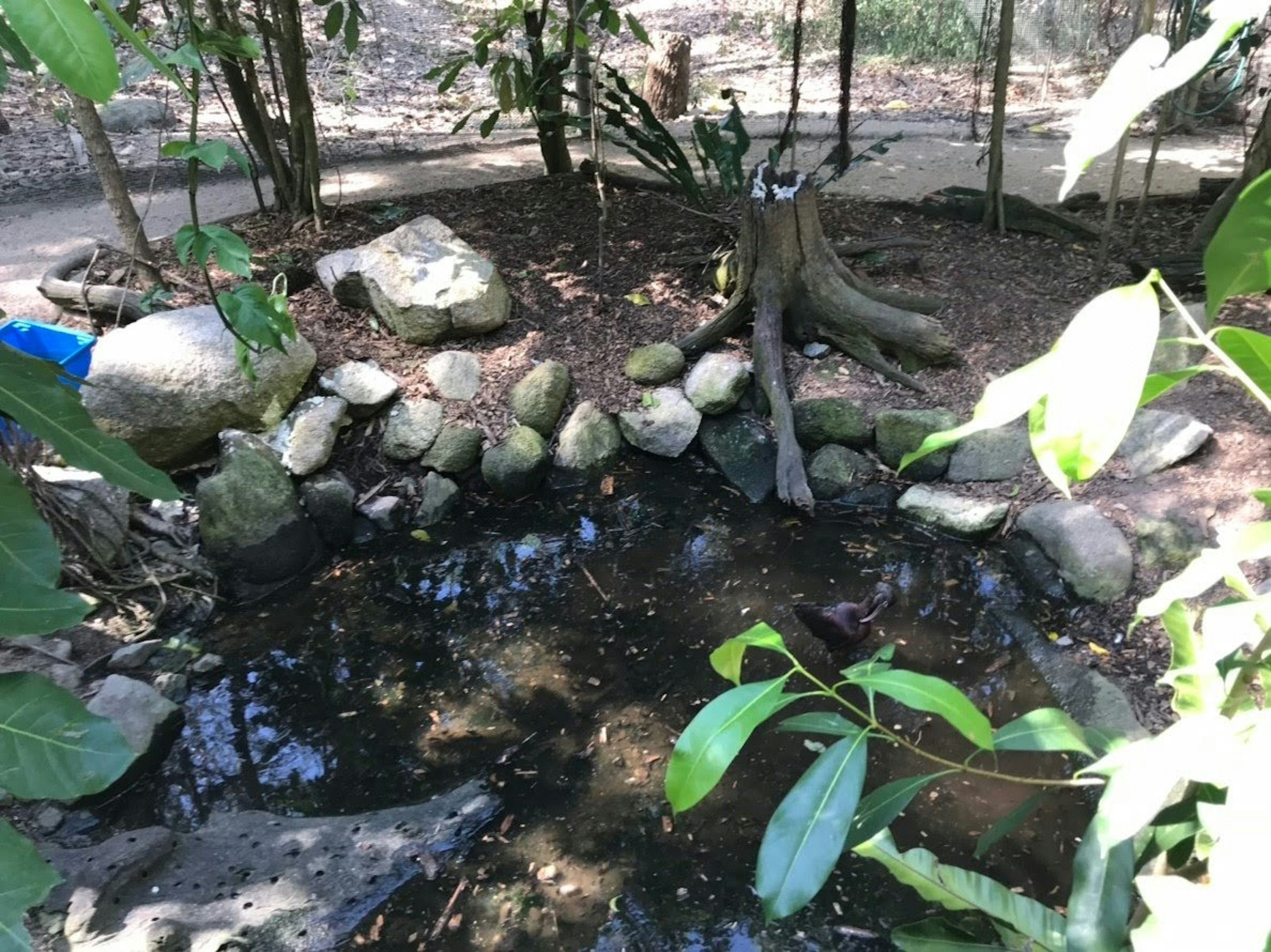 A tranquil pond surrounded by lush greenery and rocks