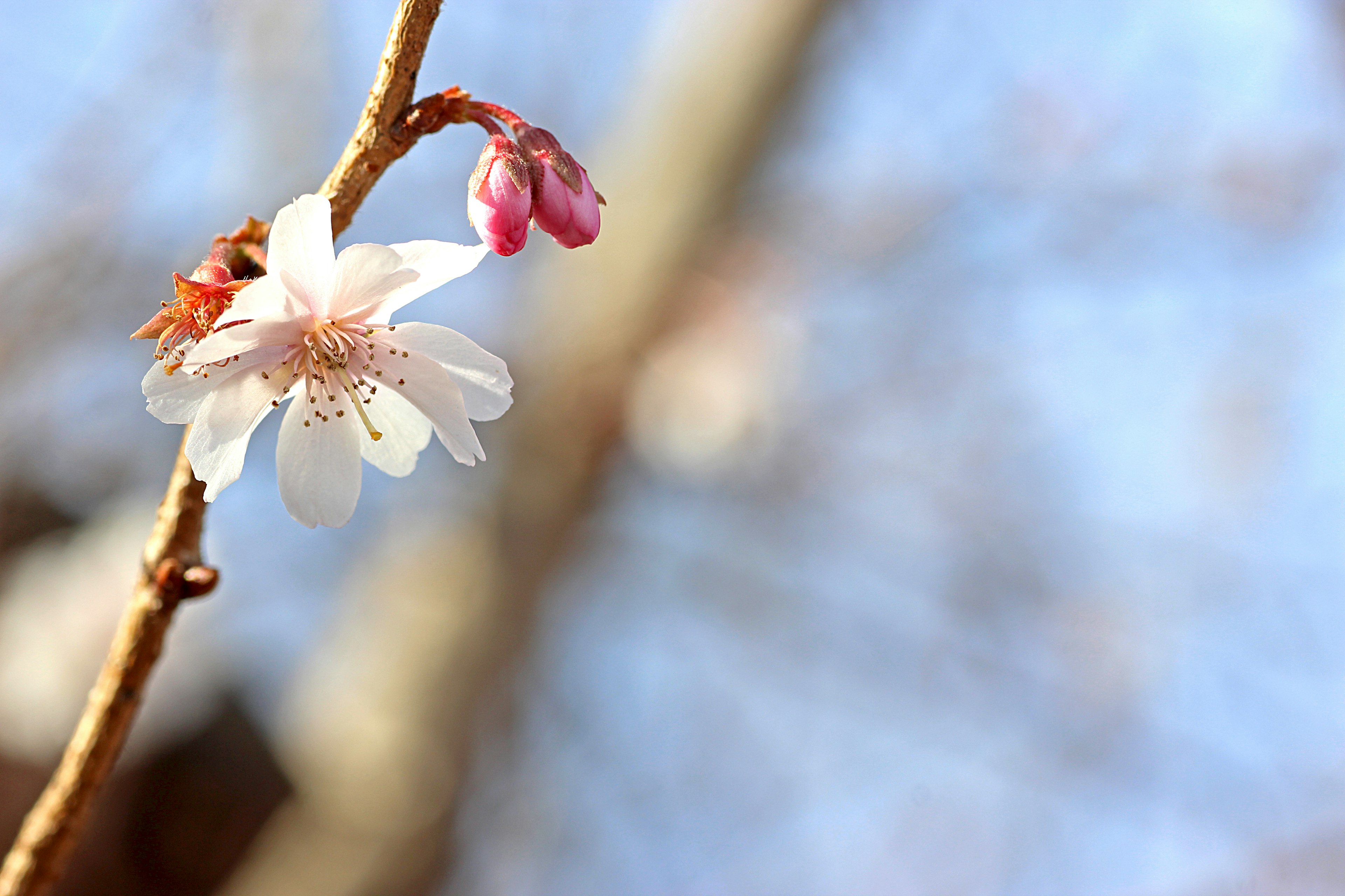 Kirschblüte und Knospe blühen unter blauem Himmel