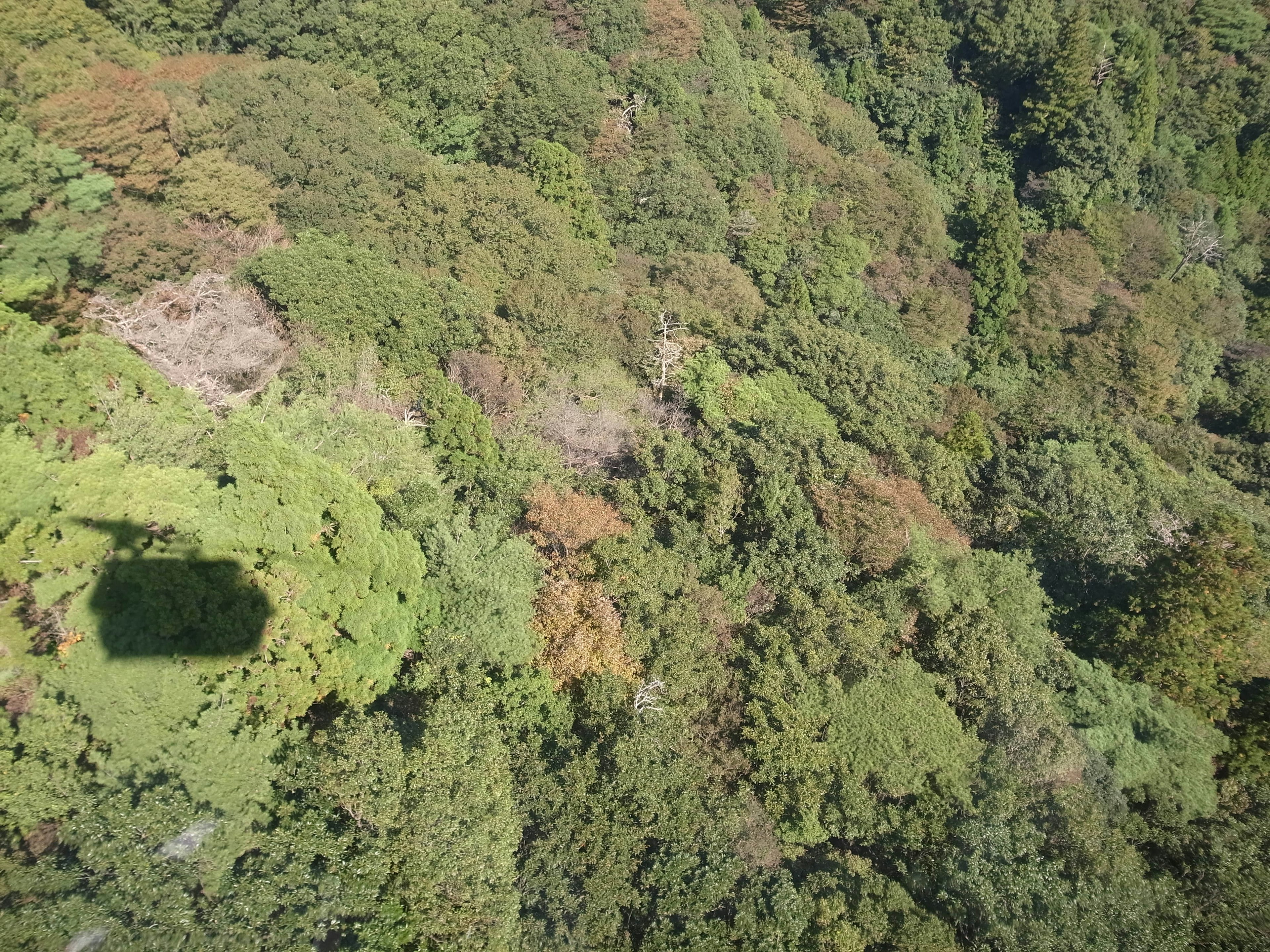 Aerial view of lush green forest with a shadow