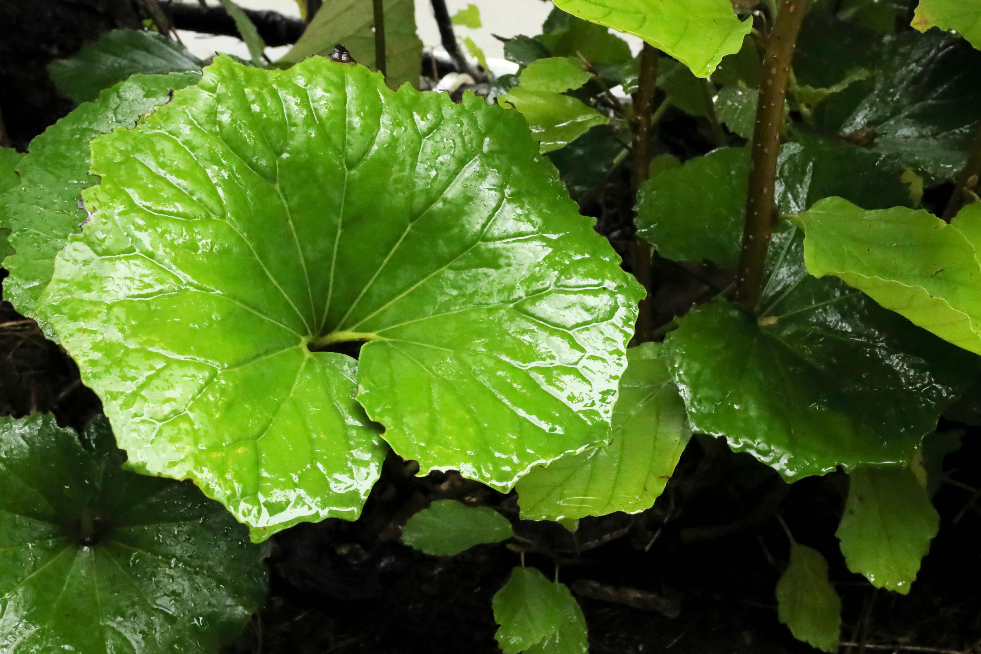 Close-up of lush green leaves with a glossy texture