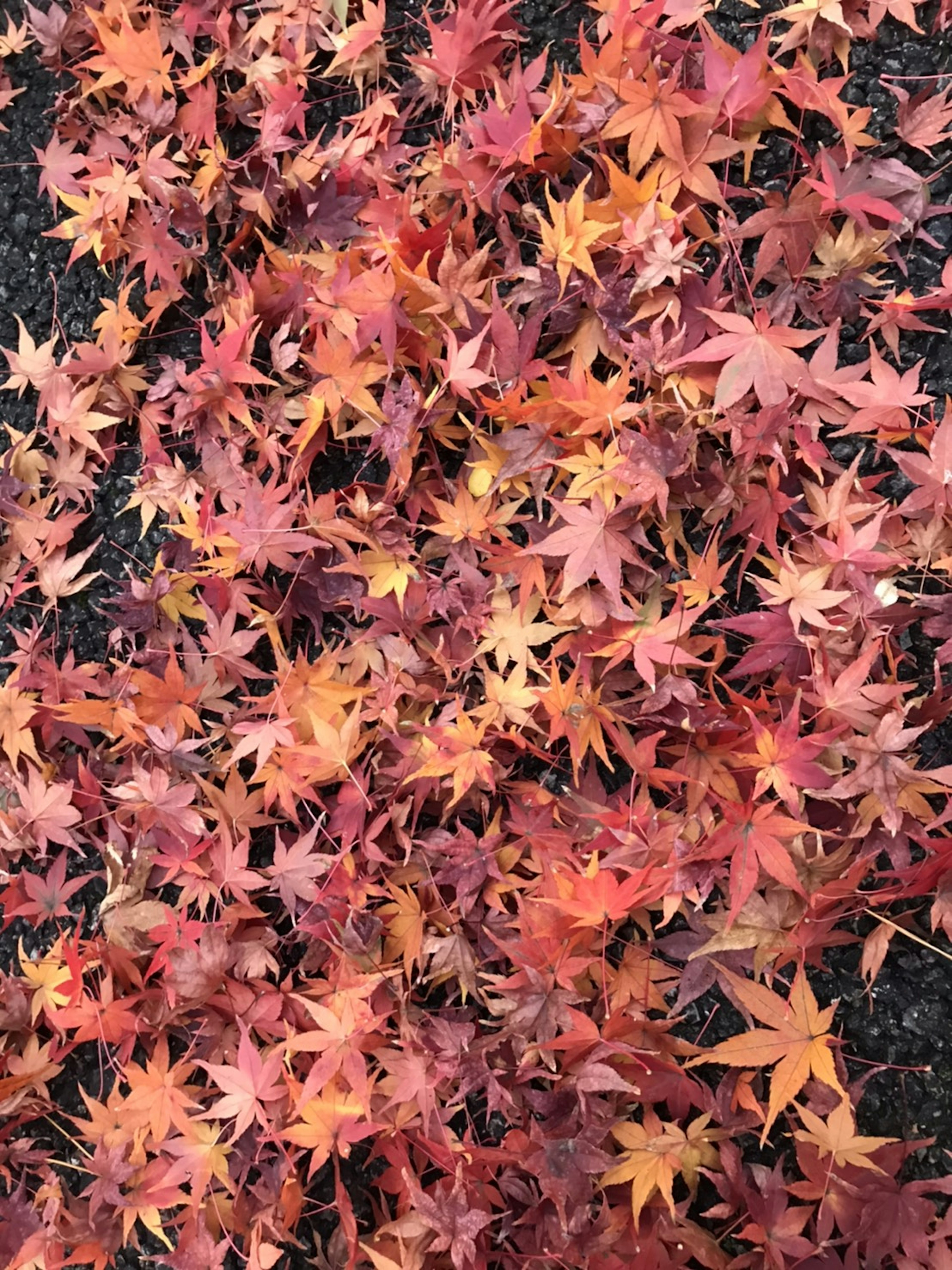 A vibrant spread of red and orange maple leaves on the ground