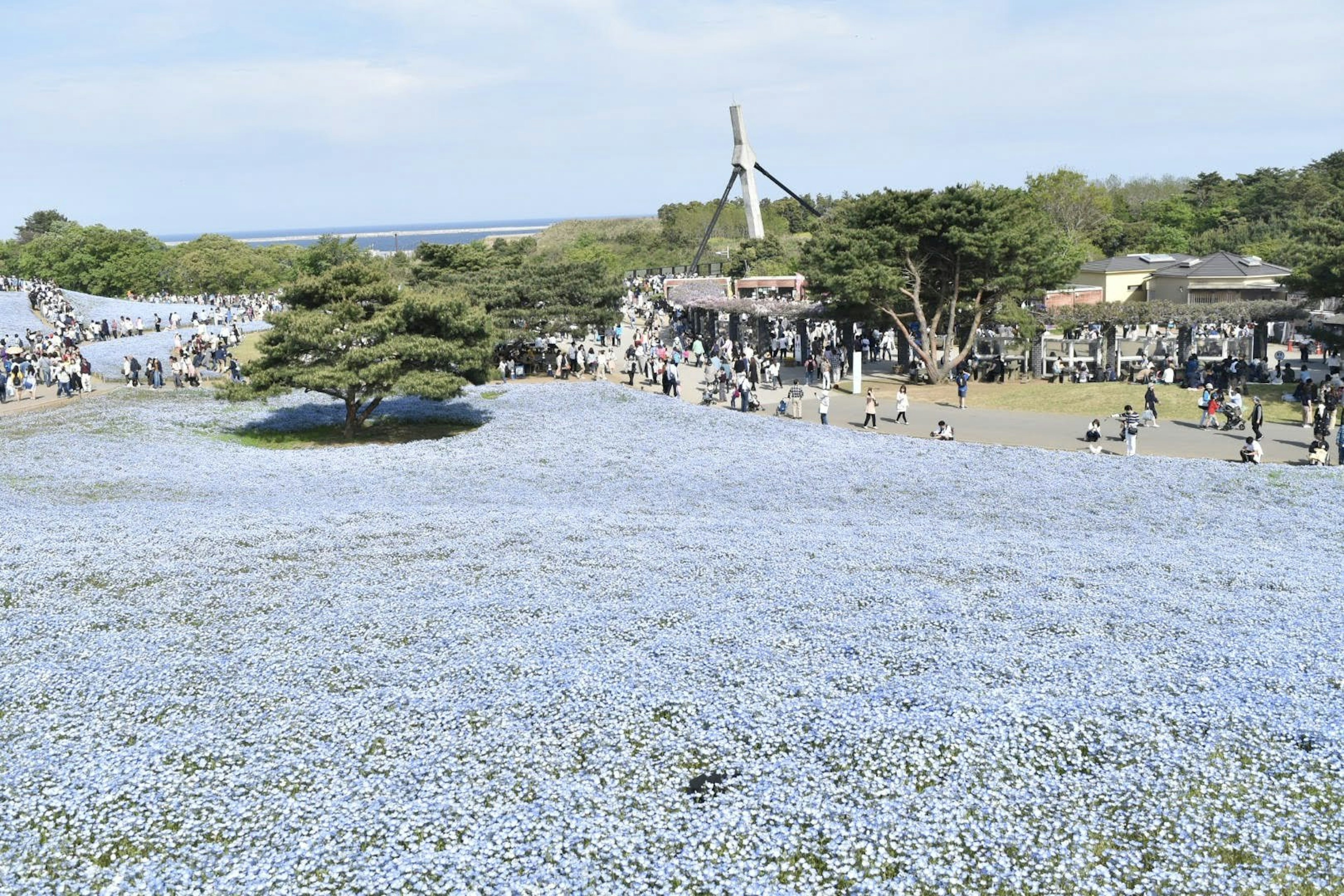 Expansive field of blue flowers with visitors