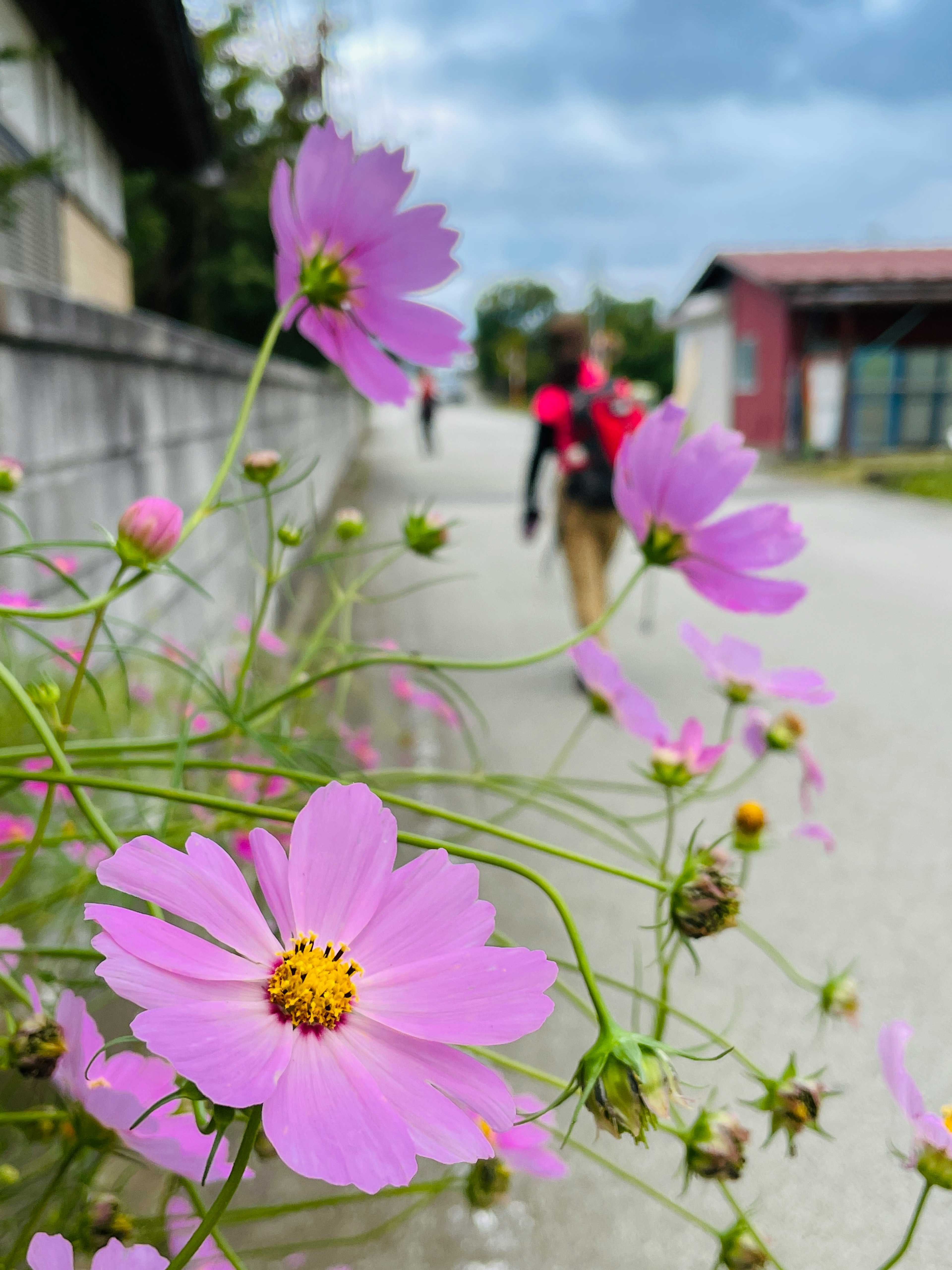 道端に咲くピンクのコスモスと背景に歩く人