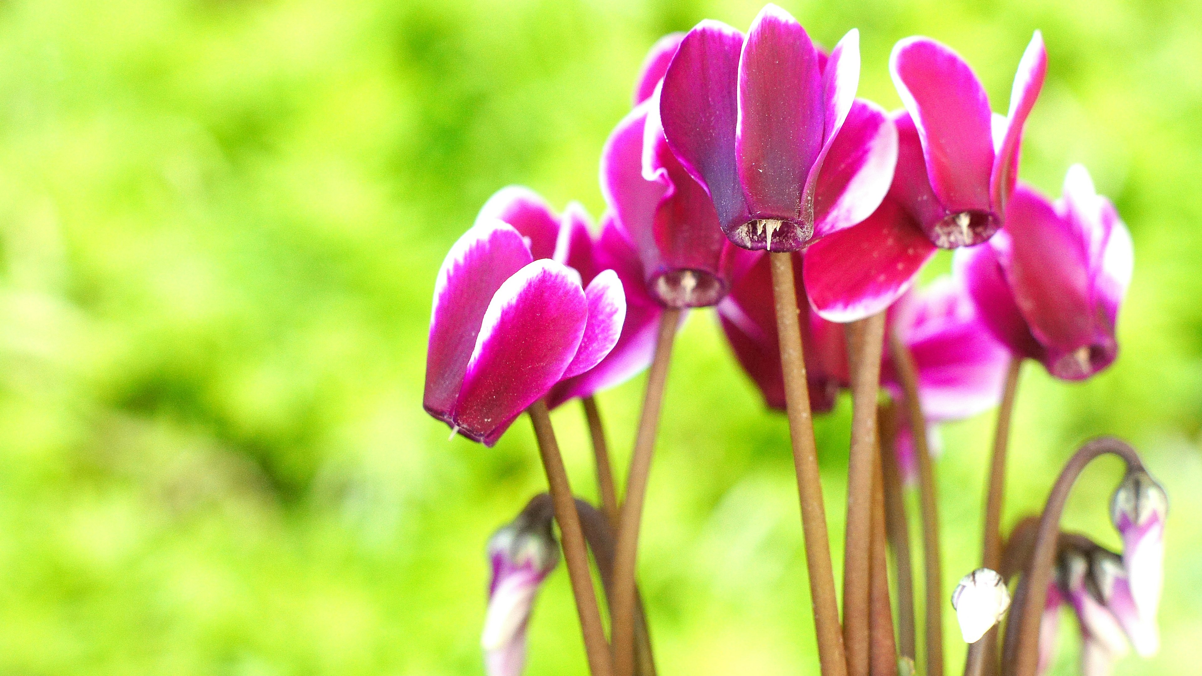 Lebendige rosa Cyclamenblüten heben sich von einem grünen Hintergrund ab