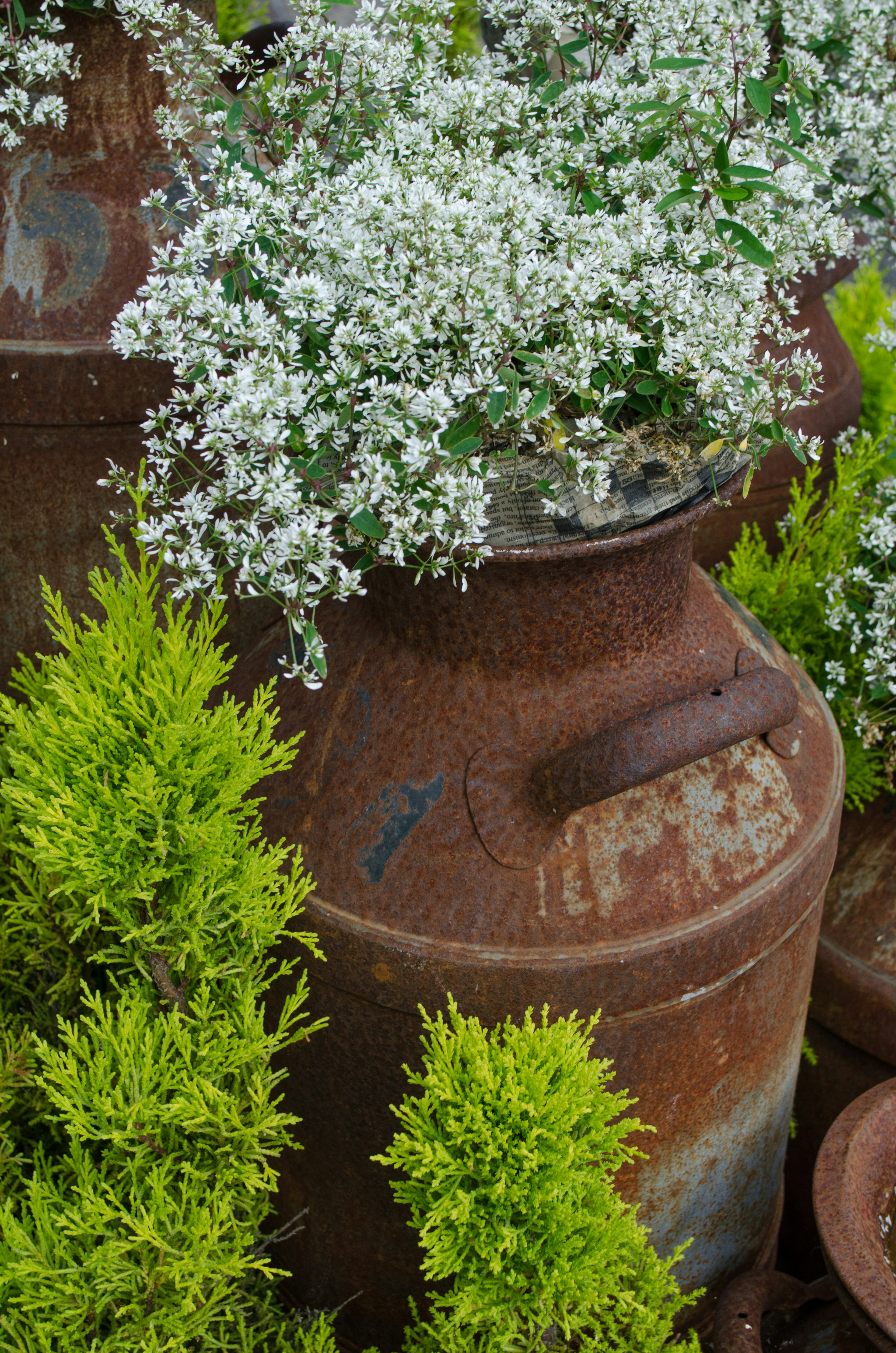 An old milk can topped with white flowers surrounded by green plants