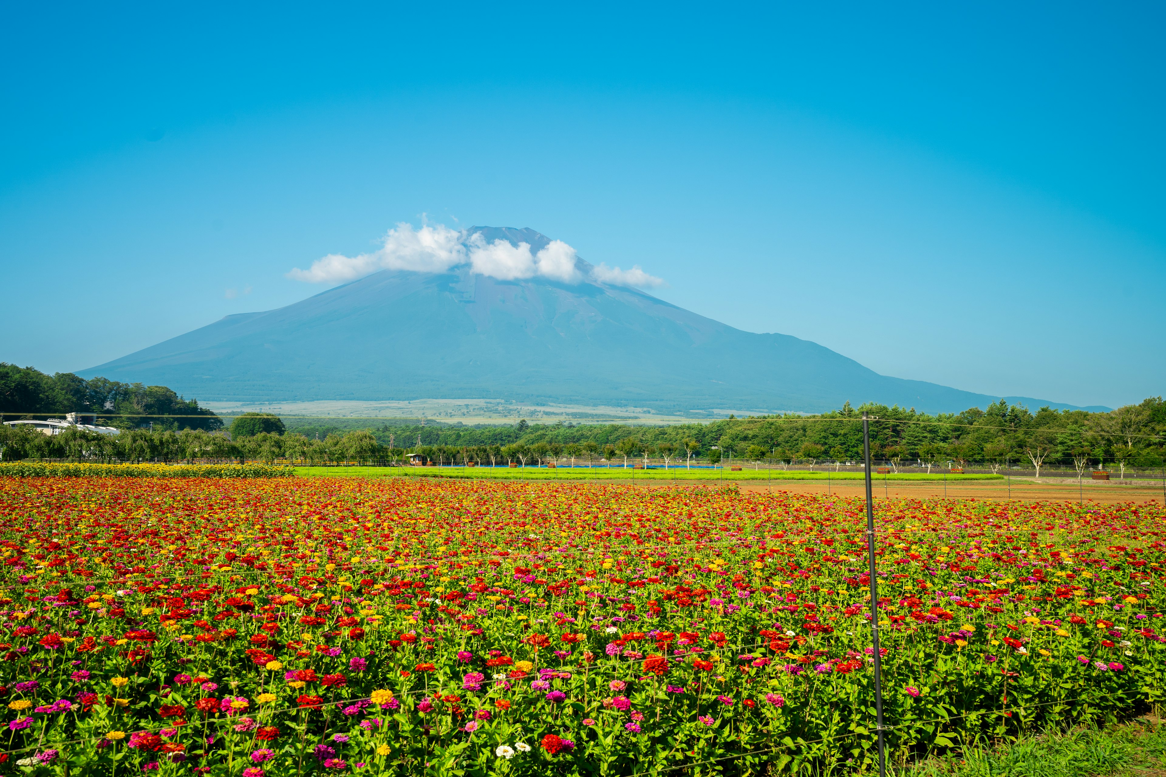 色とりどりの花畑と山の風景