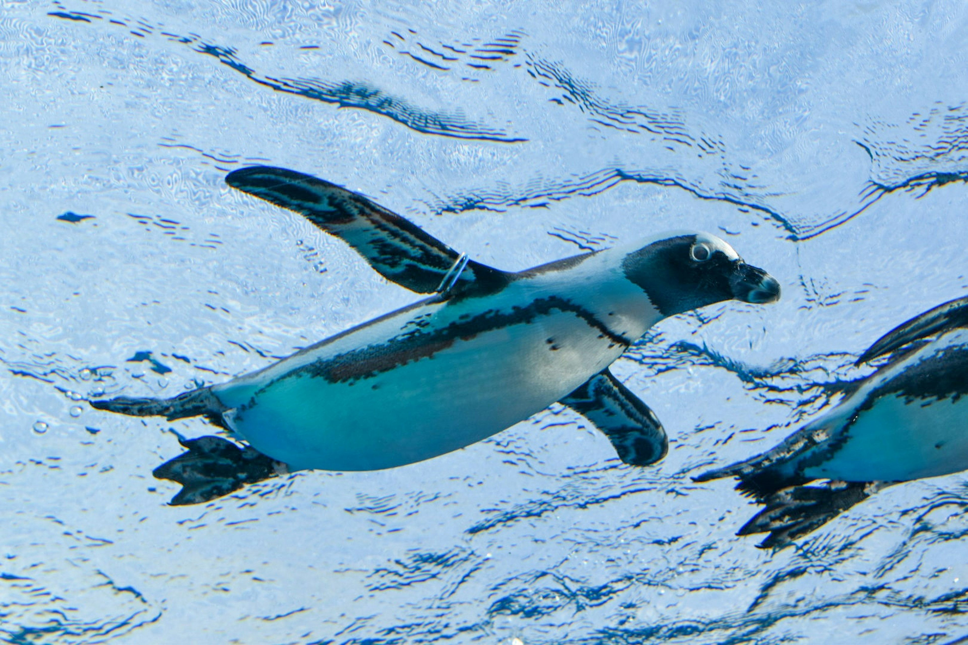 A group of penguins swimming underwater in blue water