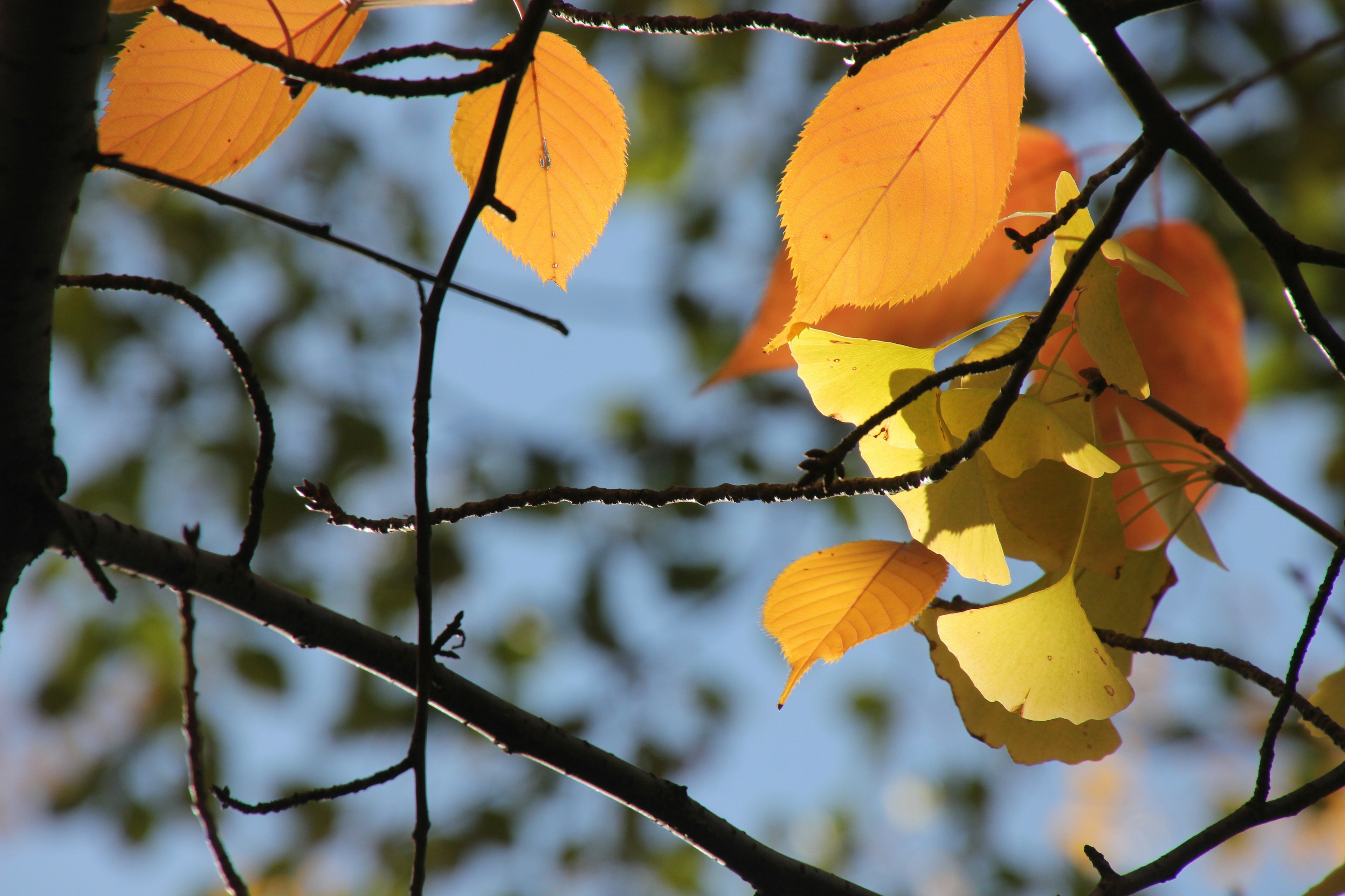 Orange and yellow leaves swaying on branches against a blue sky