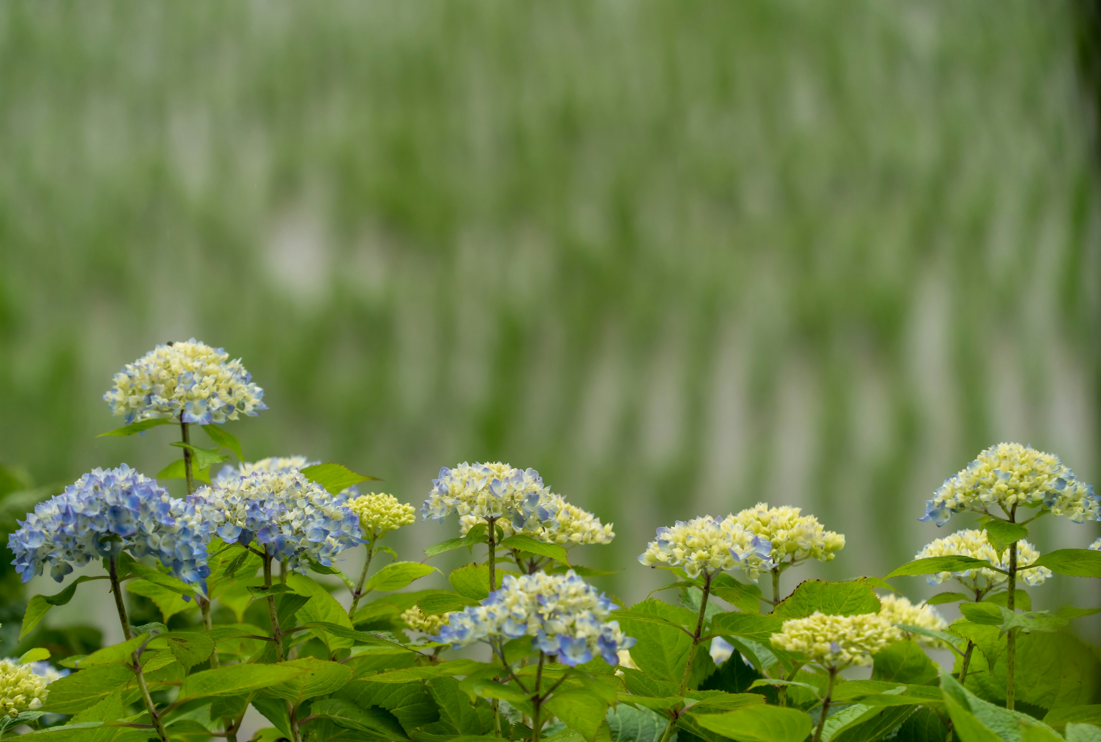 Hortensias bleus et jaunes au premier plan avec des rizières vertes en arrière-plan