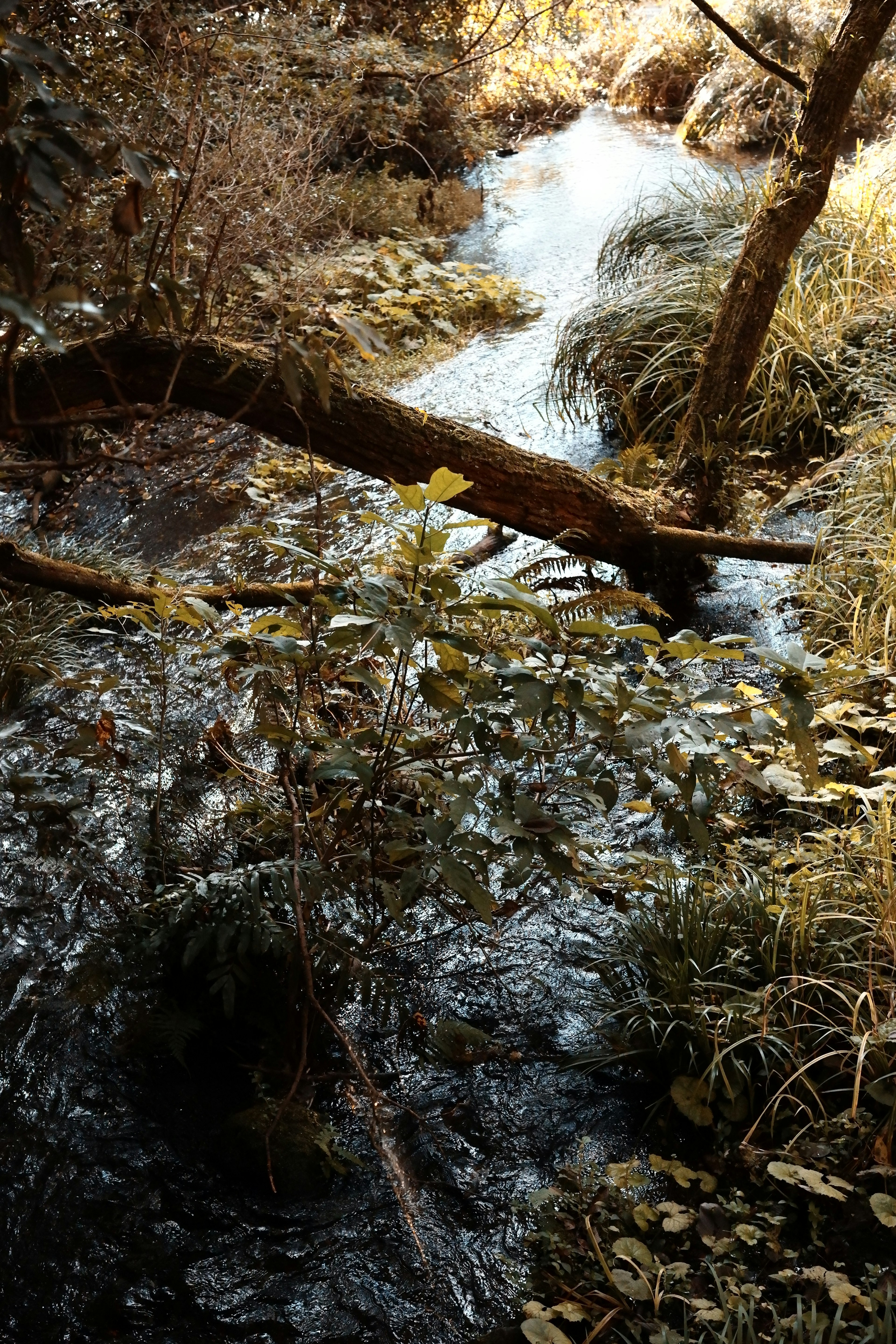 A serene natural scene featuring a flowing stream and lush green plants