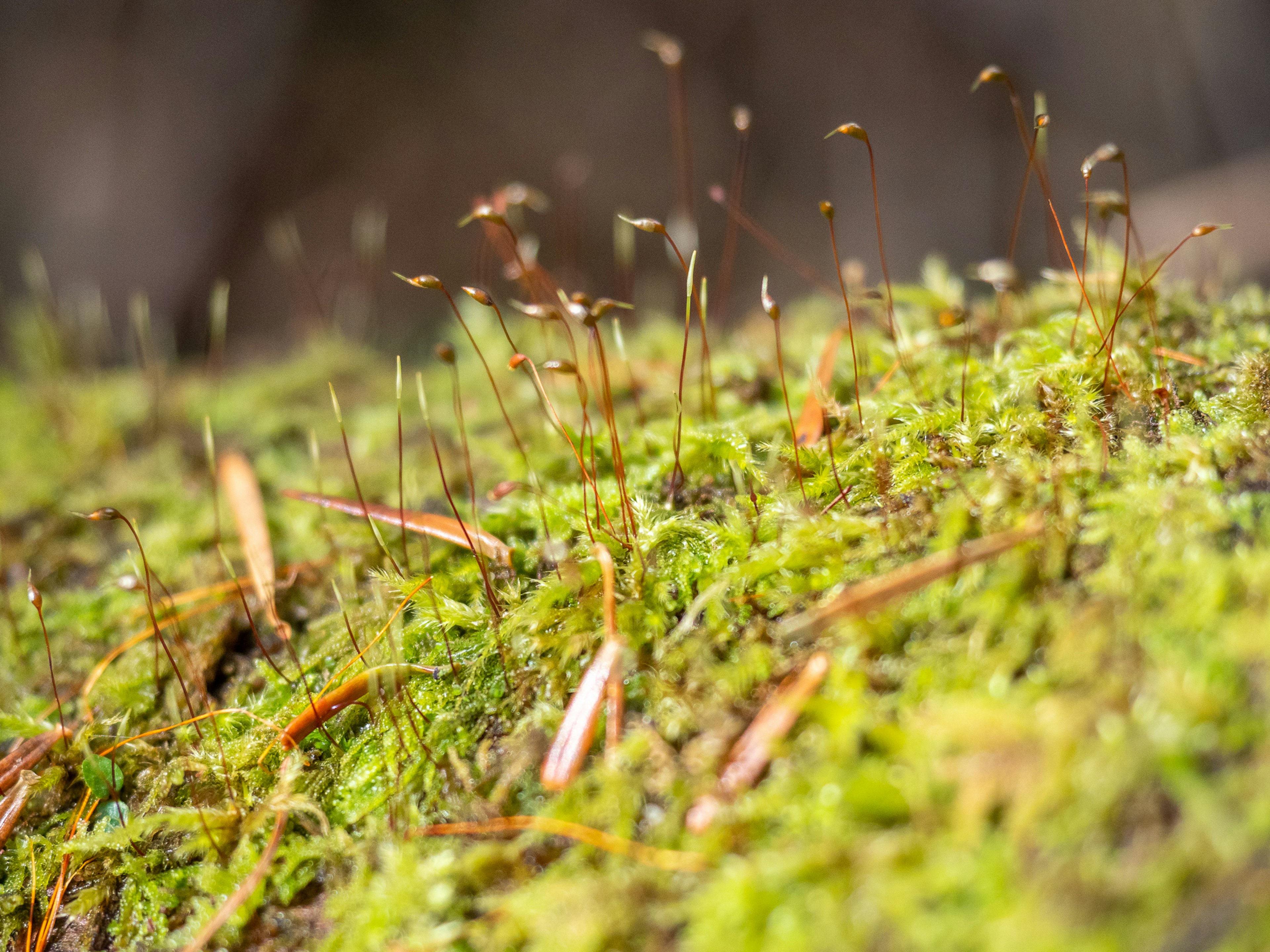 Close-up of green moss with thin-stemmed plants growing