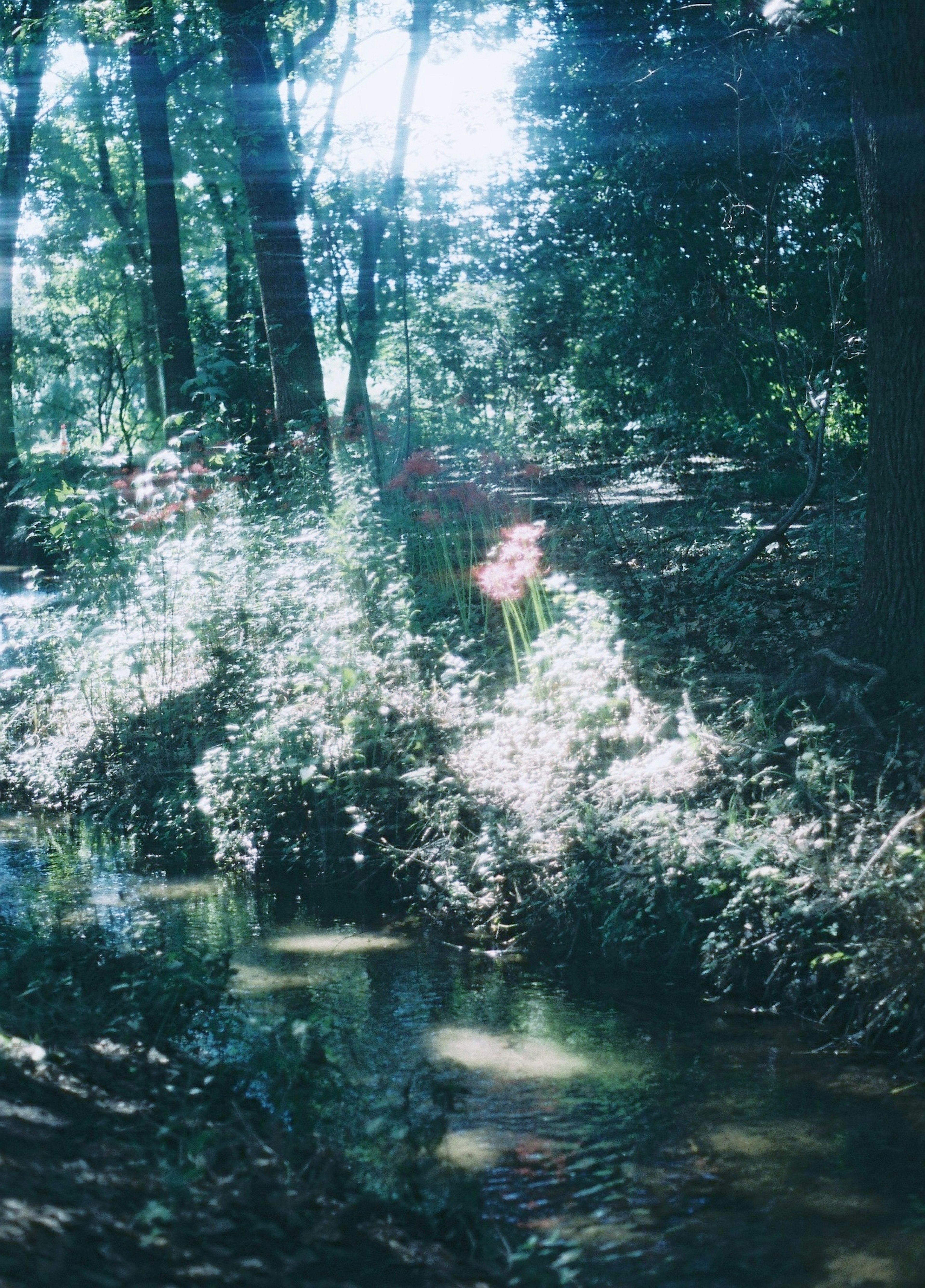 Serene stream with lush forest scenery soft light filtering through