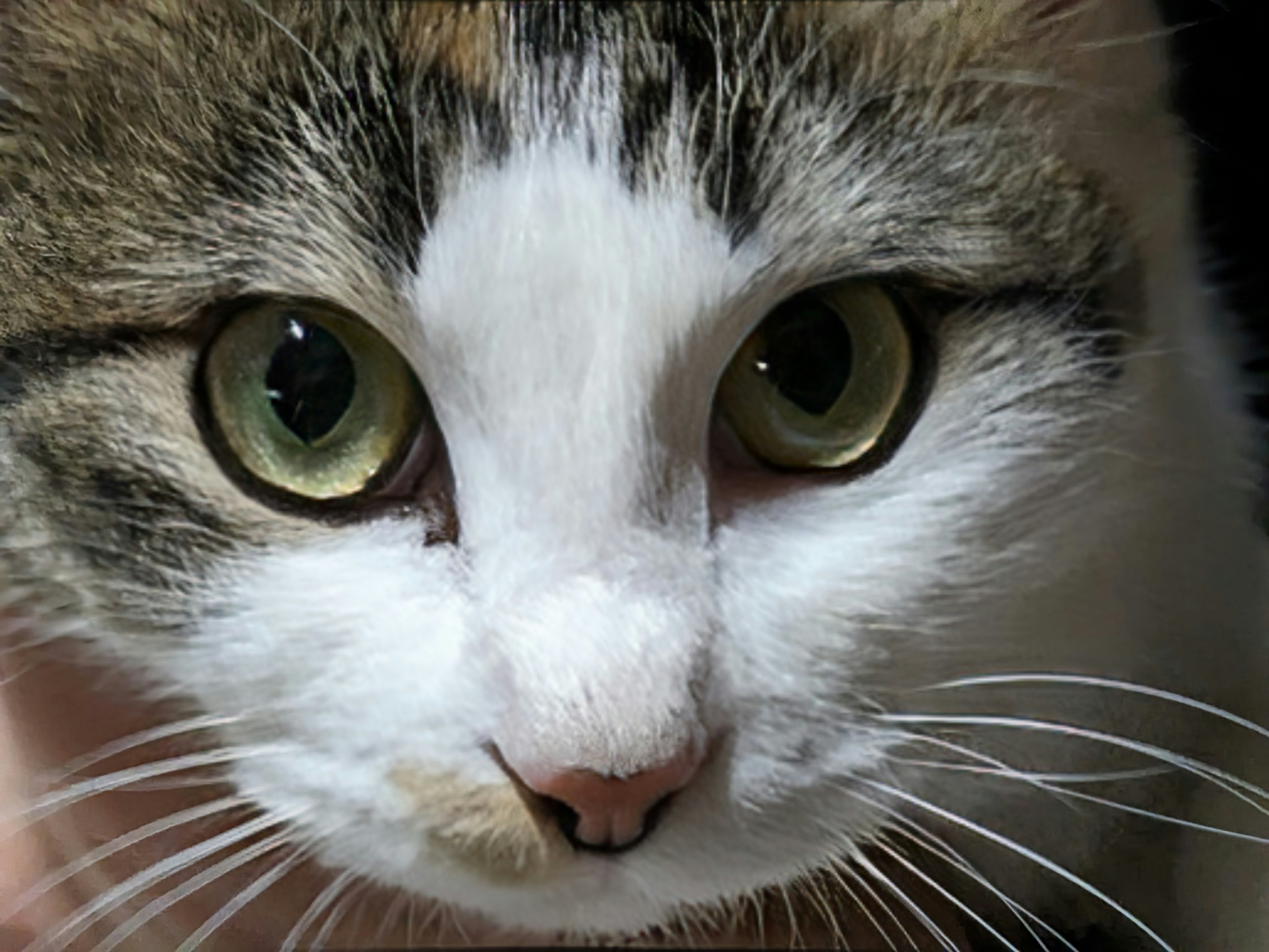 Close-up of a cat's face with green eyes and white fur