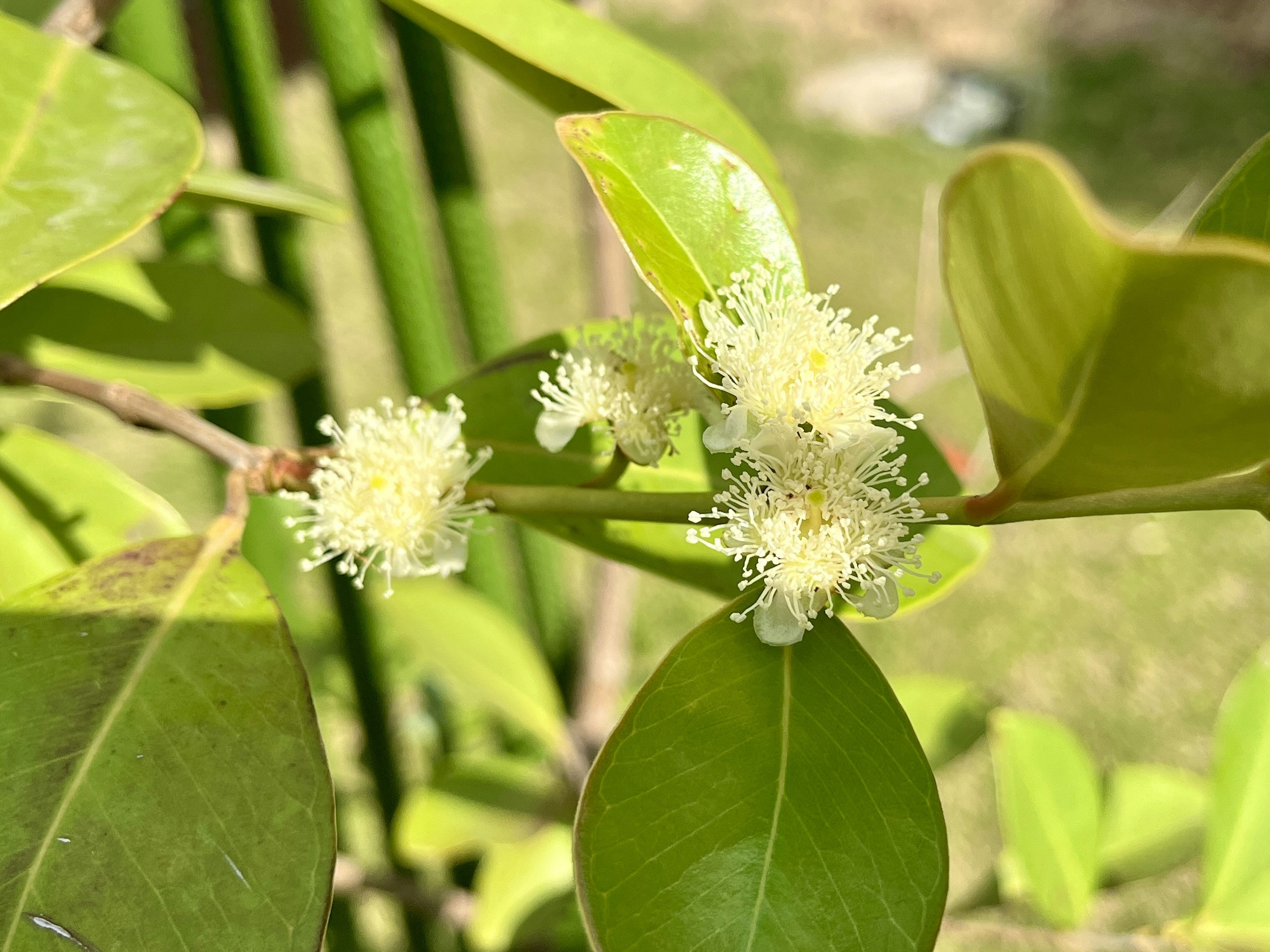 Acercamiento de una planta con hojas verdes y flores blancas